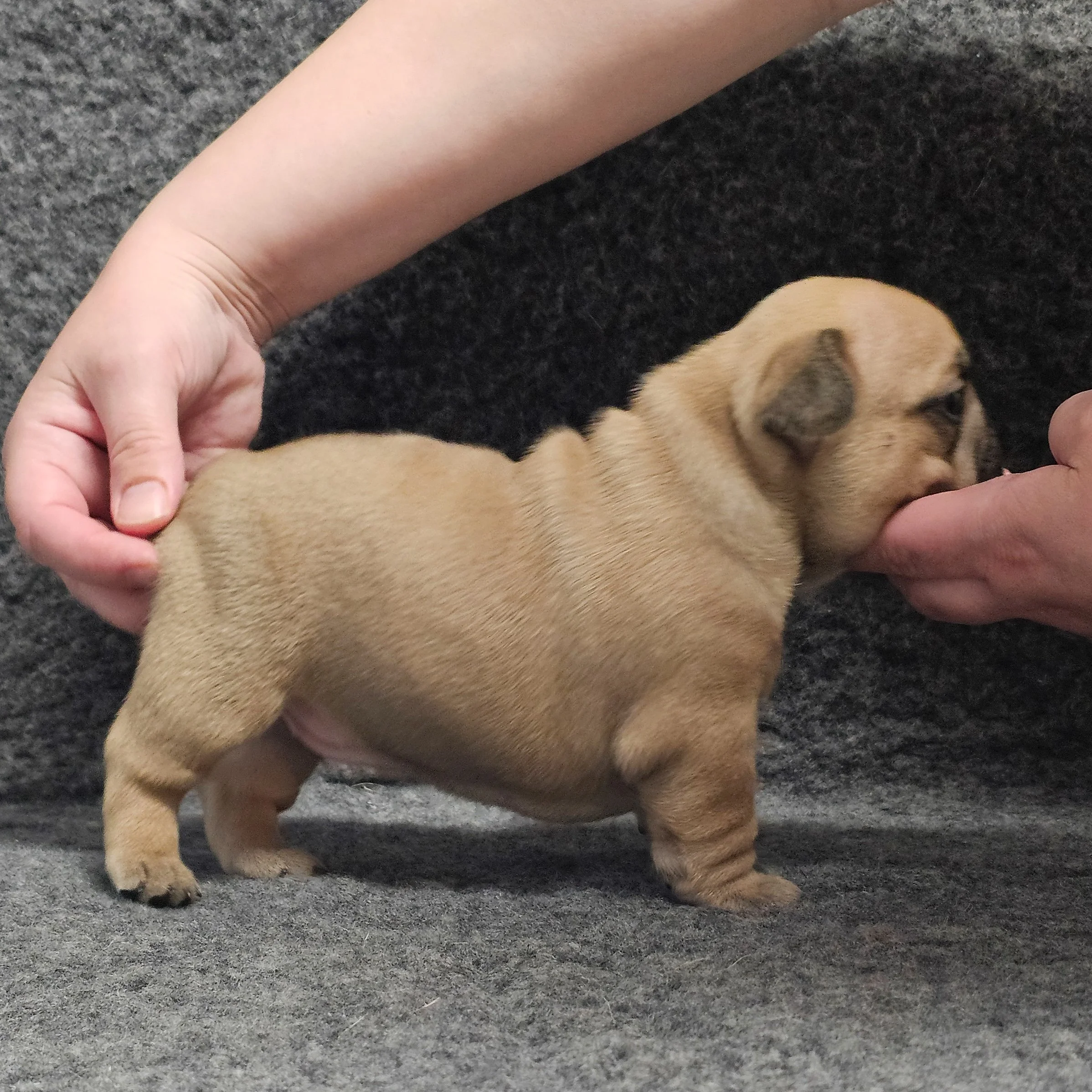 Fawn hannhund 2
