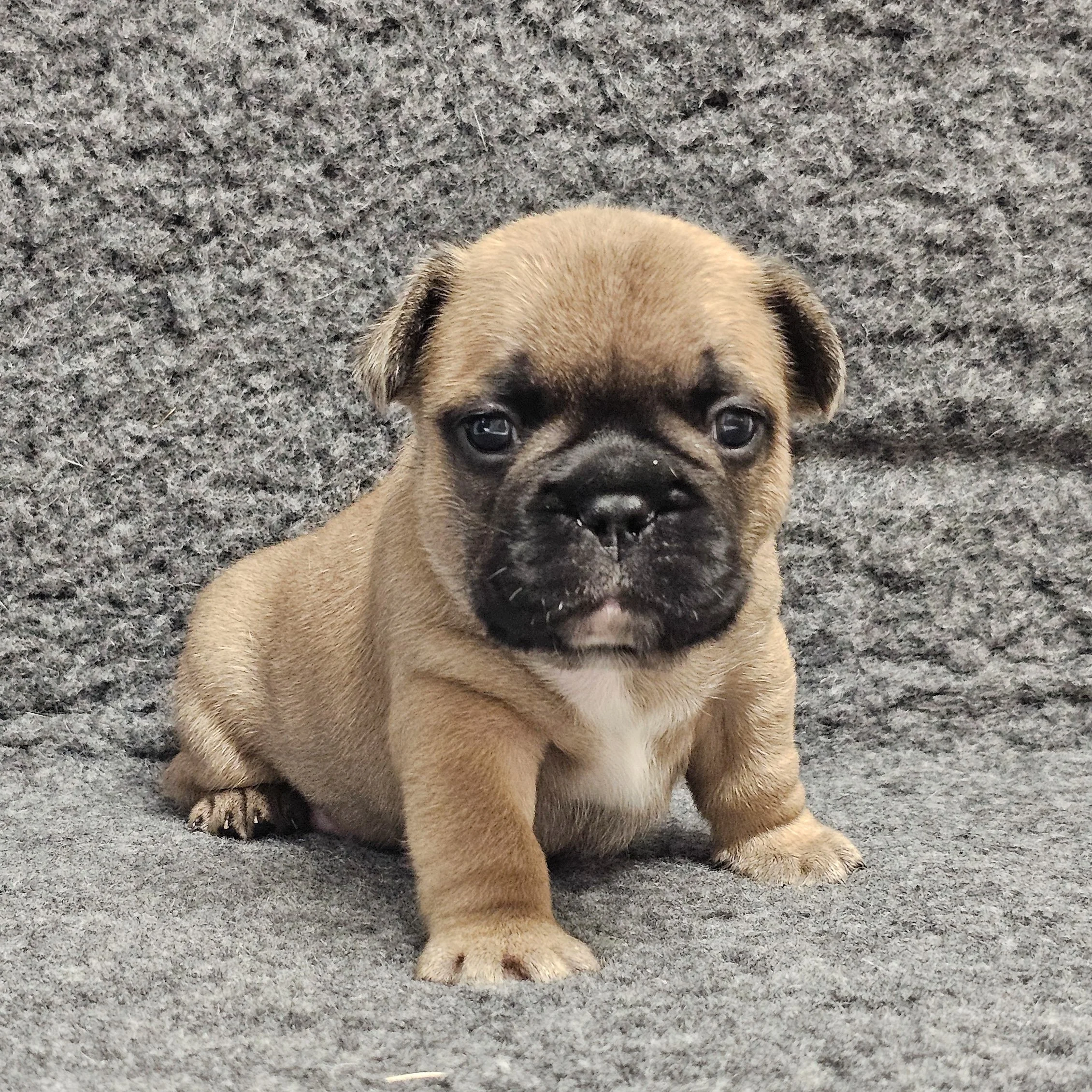 Fawn hannhund 1