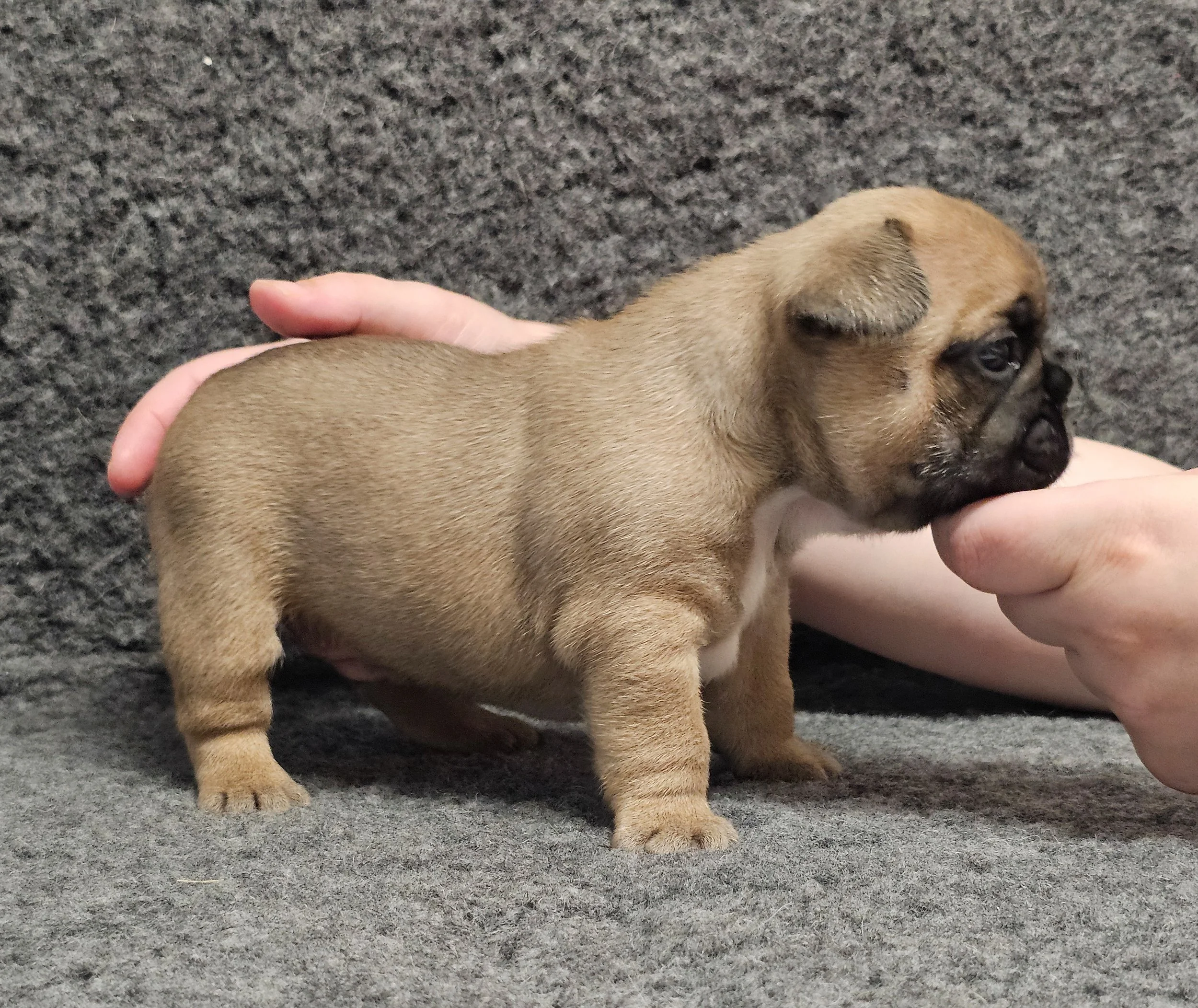 Fawn hannhund 1
