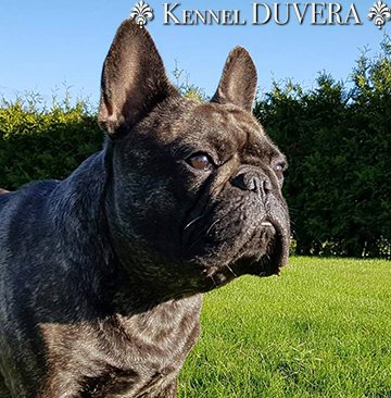 Duvera's Aristo Artisto