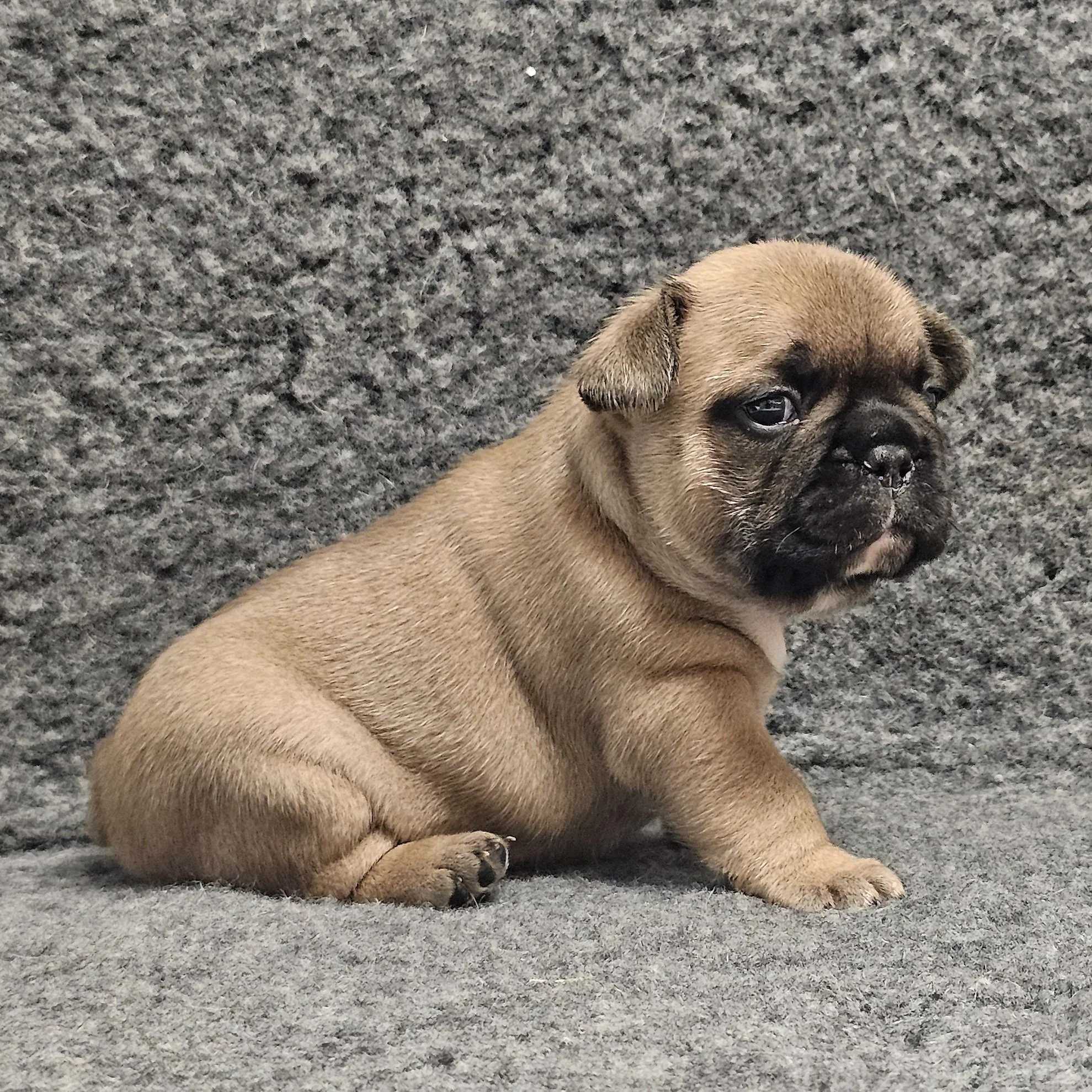 Fawn hannhund 1
