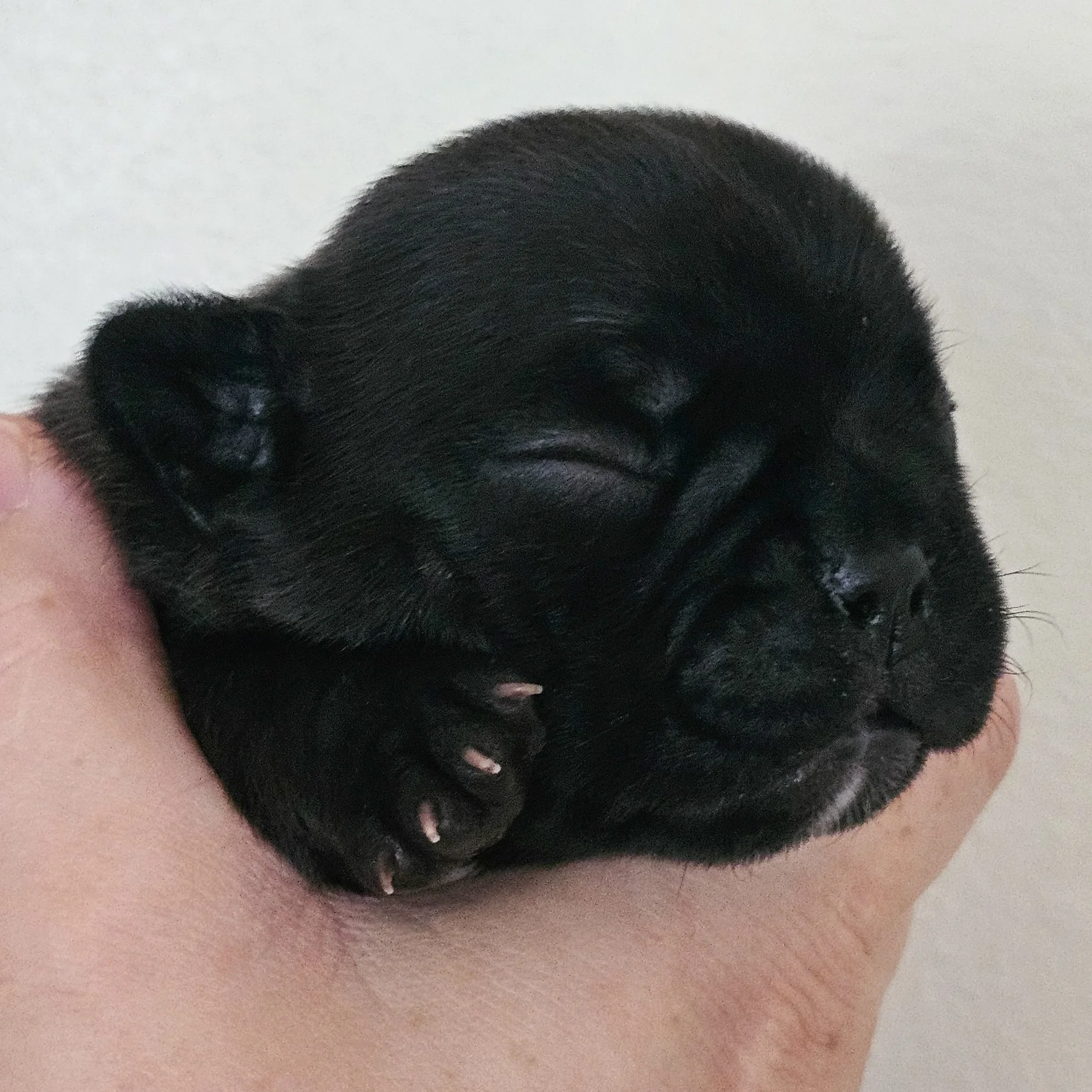 Brindle tispe