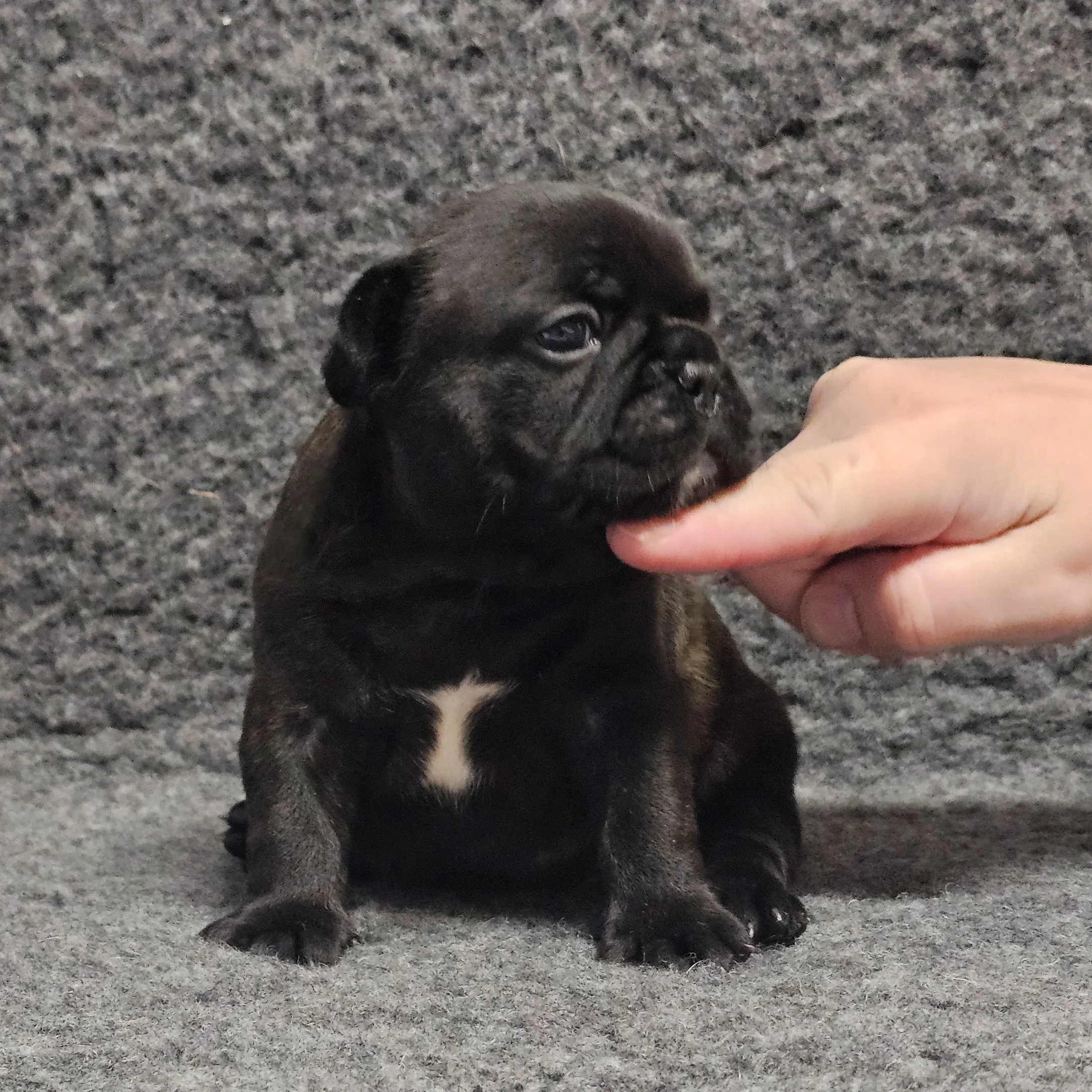 Brindle tispe