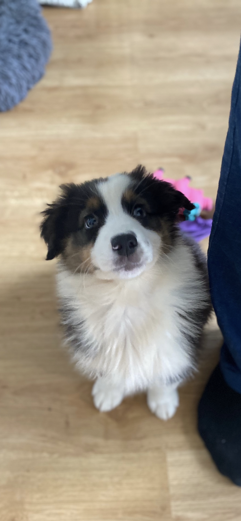 chien berger australien éducateur canin paris pattes de paname.PNG