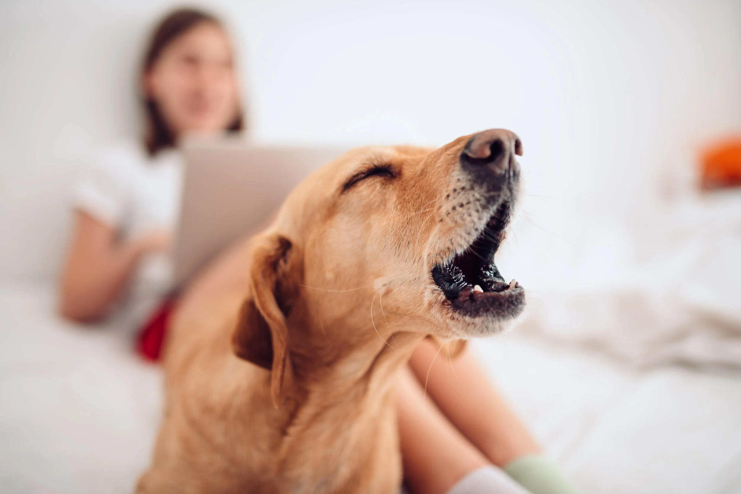 chien aboiements éducation canine paris pattes de paname.jpg