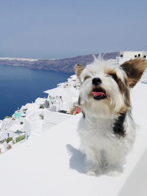 Travel Tours With Dogs: Ultimate Guide for Pet-Friendly Adventures