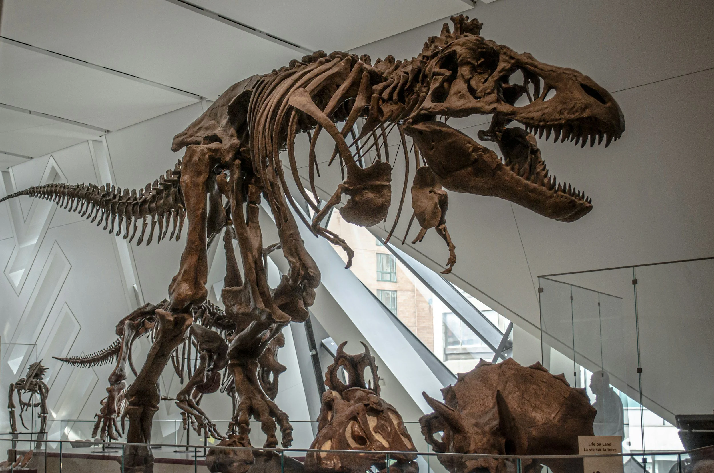American Museum of Natural History — dinosaur halls and landmark science collections.