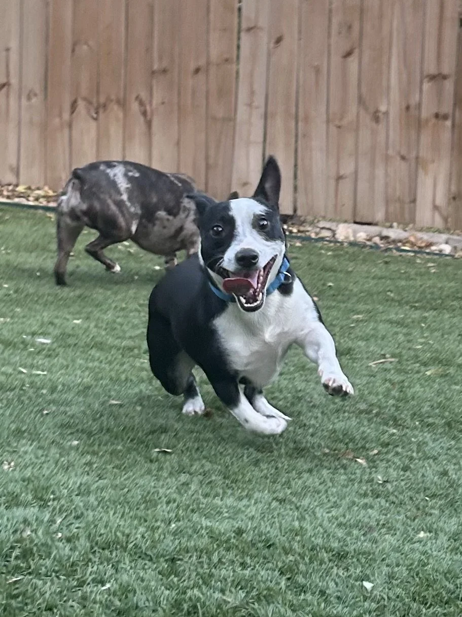 Zoom Zoom Zoomies!