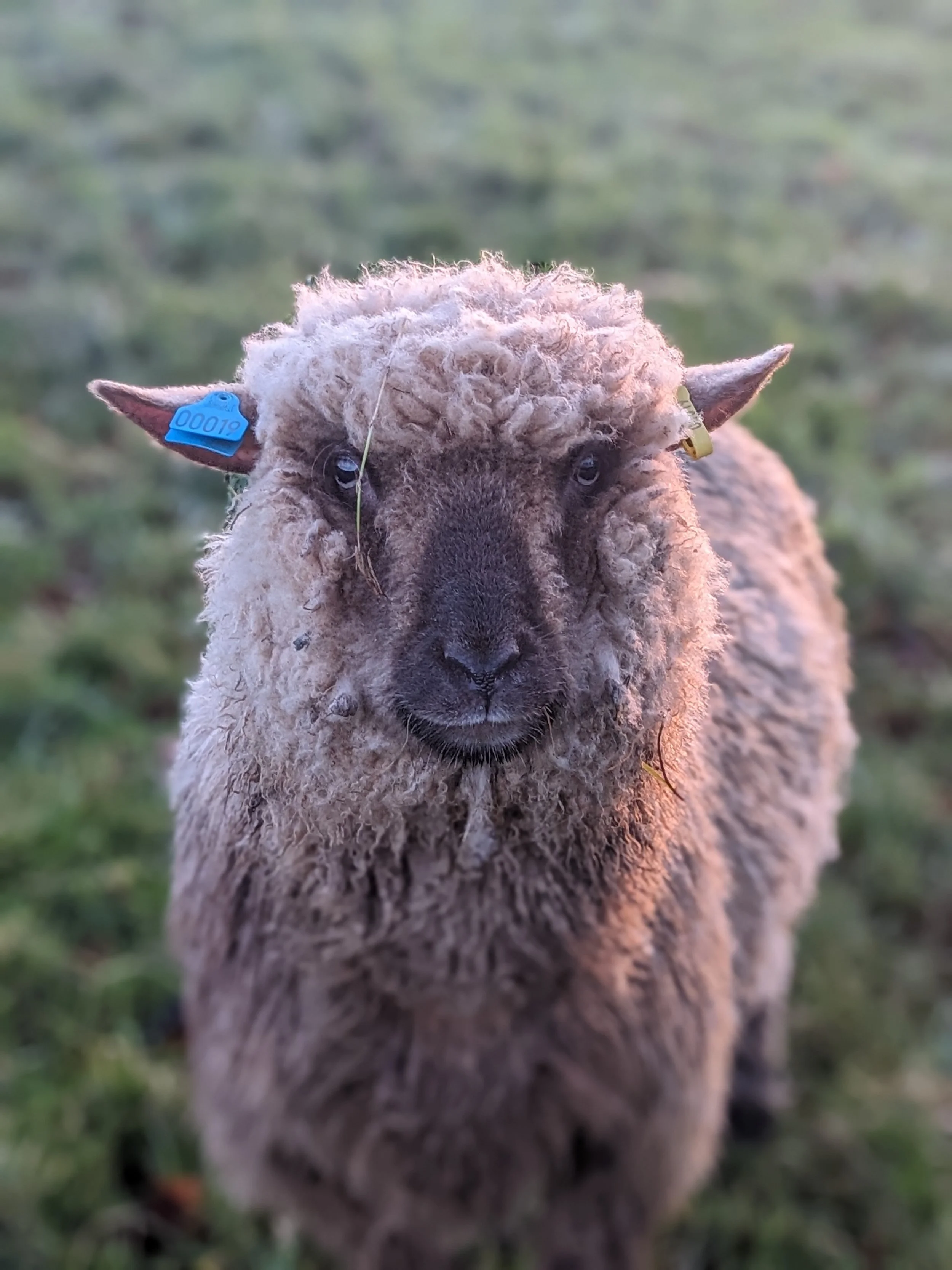 Dorset Down sheep