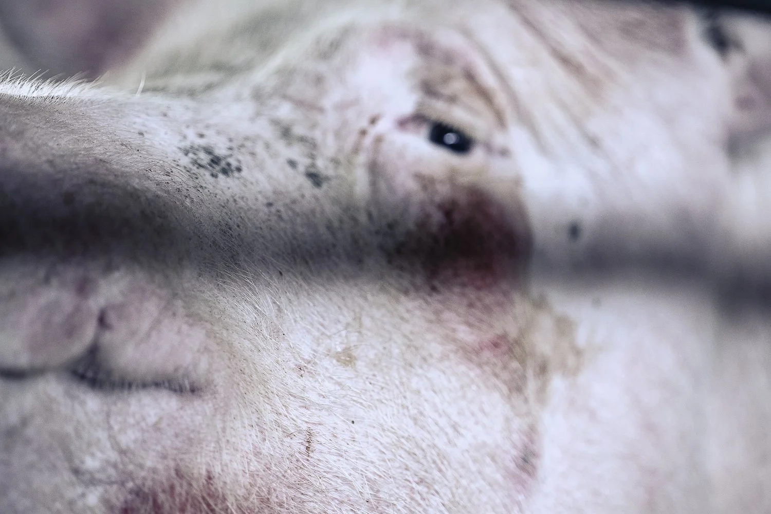 Close-up of a pig's face, showing its eye, snout, and pinkish skin, with a focus on the facial features.