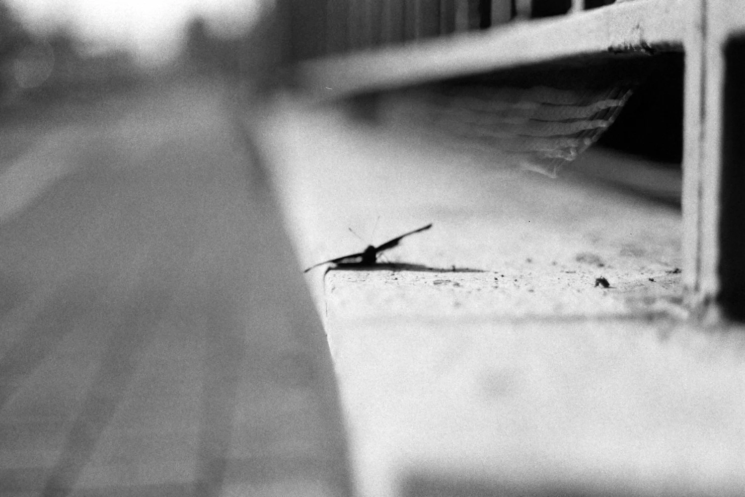 A mosquito sitting on a concrete surface under a shelf in black and white.