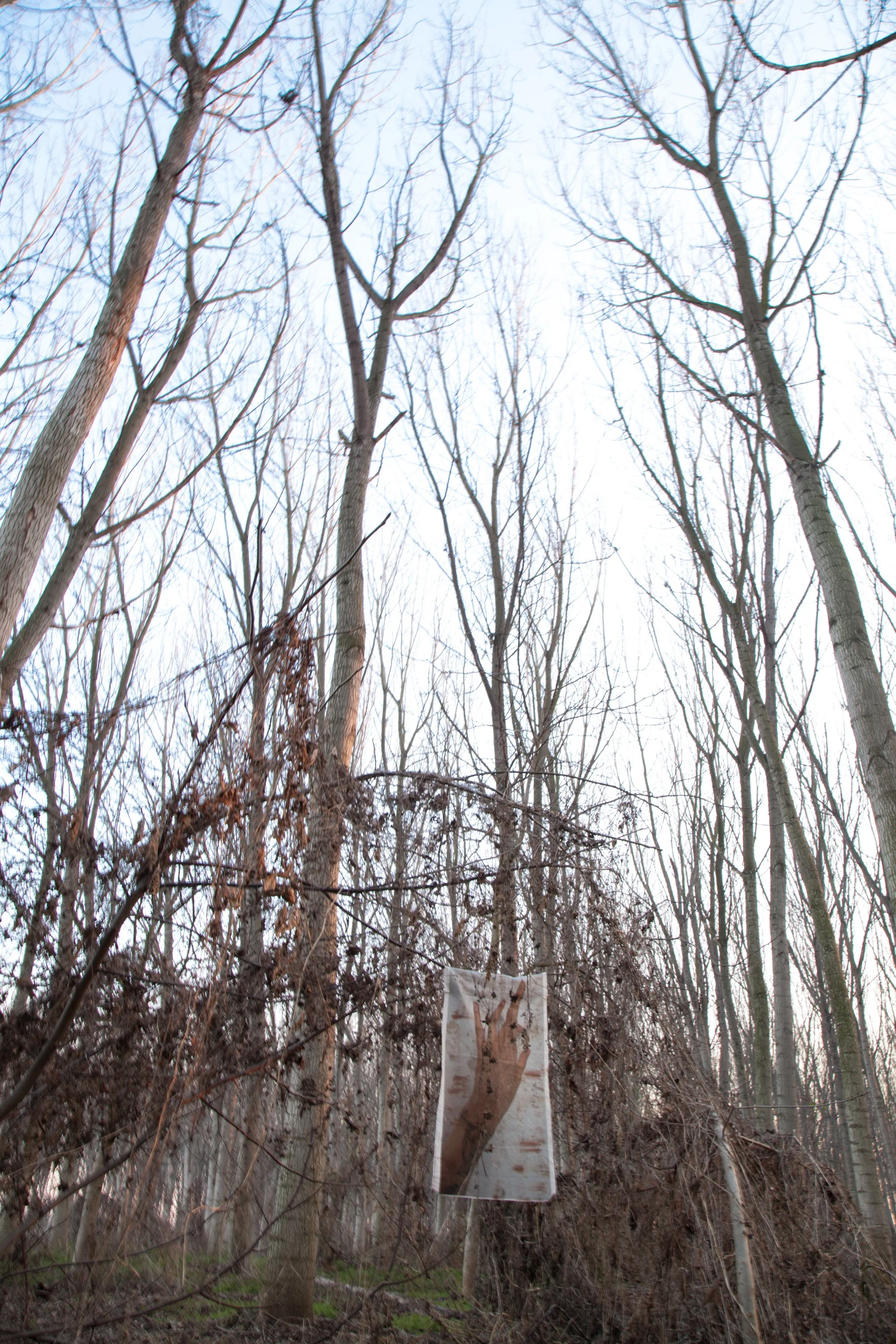 A forest with leafless trees and a large picture of a hand with a tree branch extending from the wrist downwards, hanging from the branches.