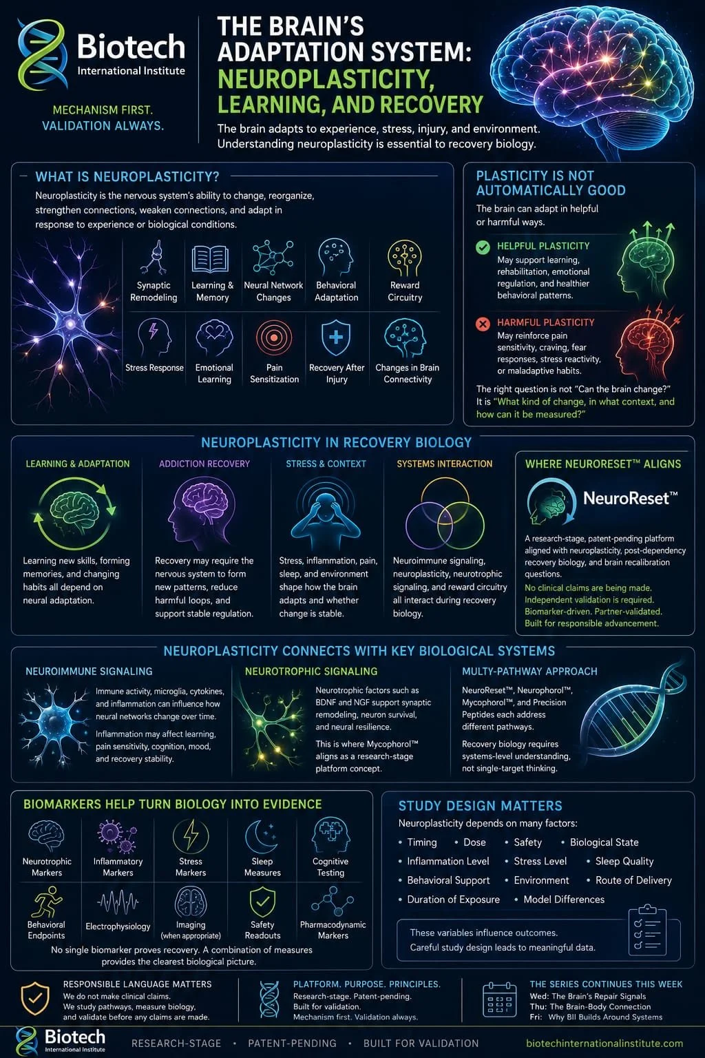 The Brain's Adaptation System: Neuroplasticity, Learning, and Recovery