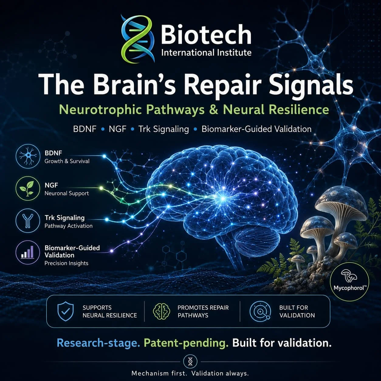 The Brain's Repair Signals: Neurotrophic Pathways and Neural Resilience