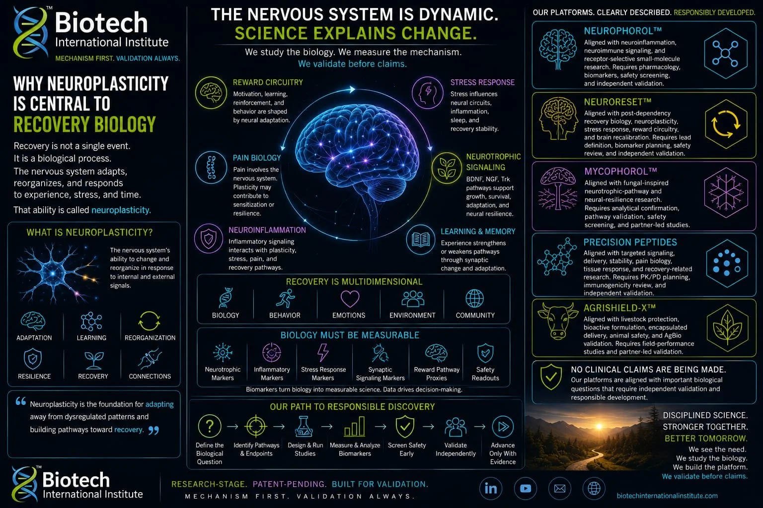 Why Neuroplasticity Is Central to Recovery Biology