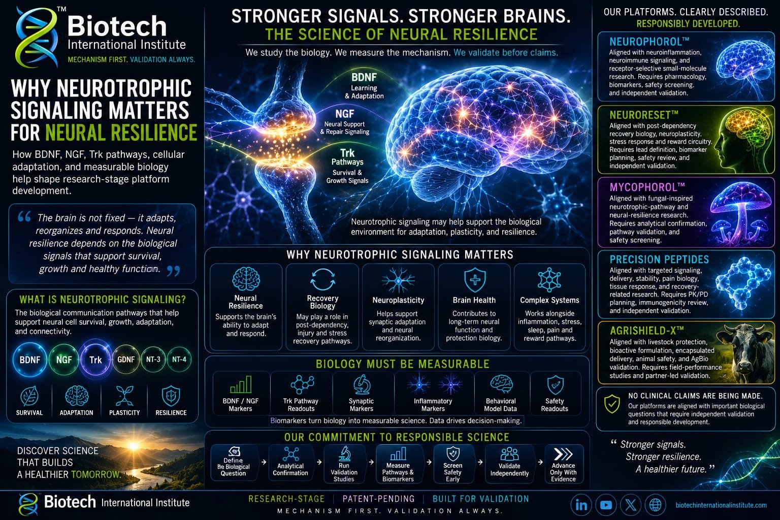 Why Neurotrophic Signaling Matters for Neural Resilience