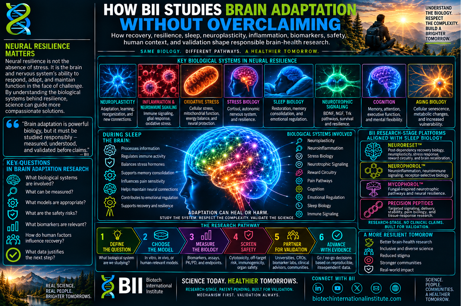 How BII Studies Brain Adaptation Without Overclaiming