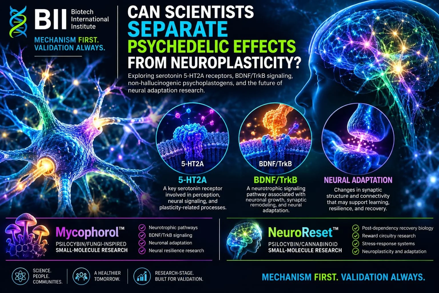 Can Scientists Separate Psychedelic Effects From Neuroplasticity?