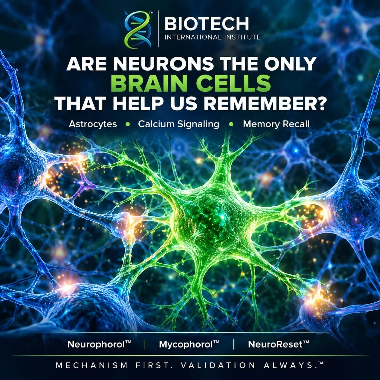 Are Neurons the Only Brain Cells That Help Us Remember?