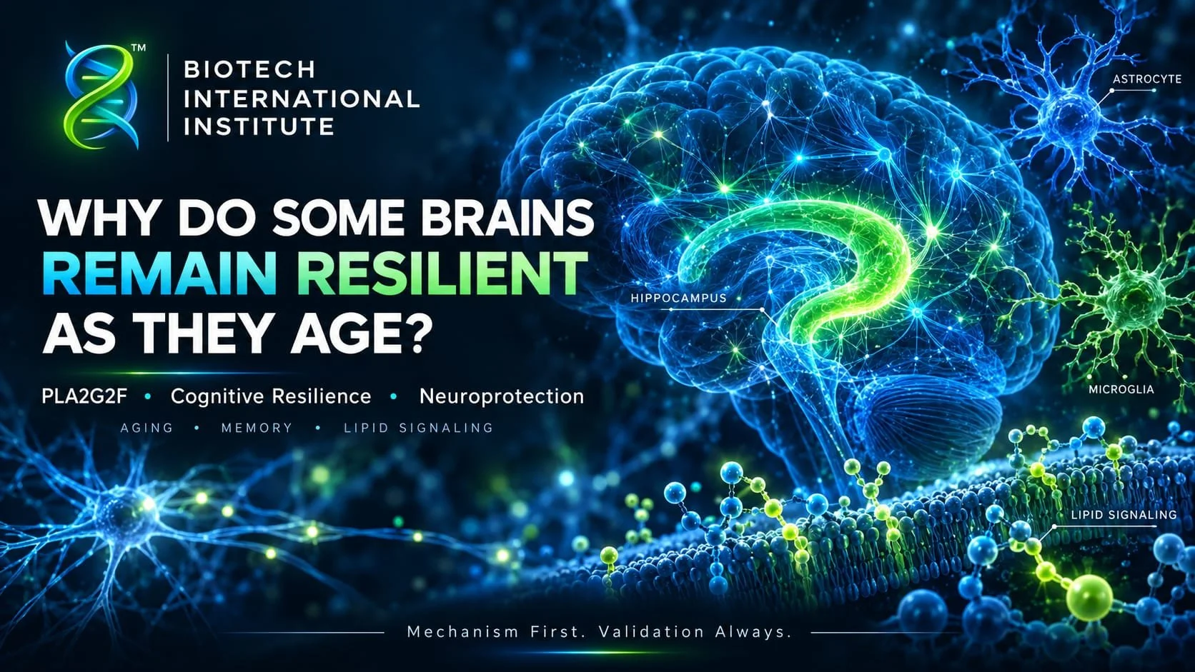 Why Do Some Brains Remain Resilient as They Age?
