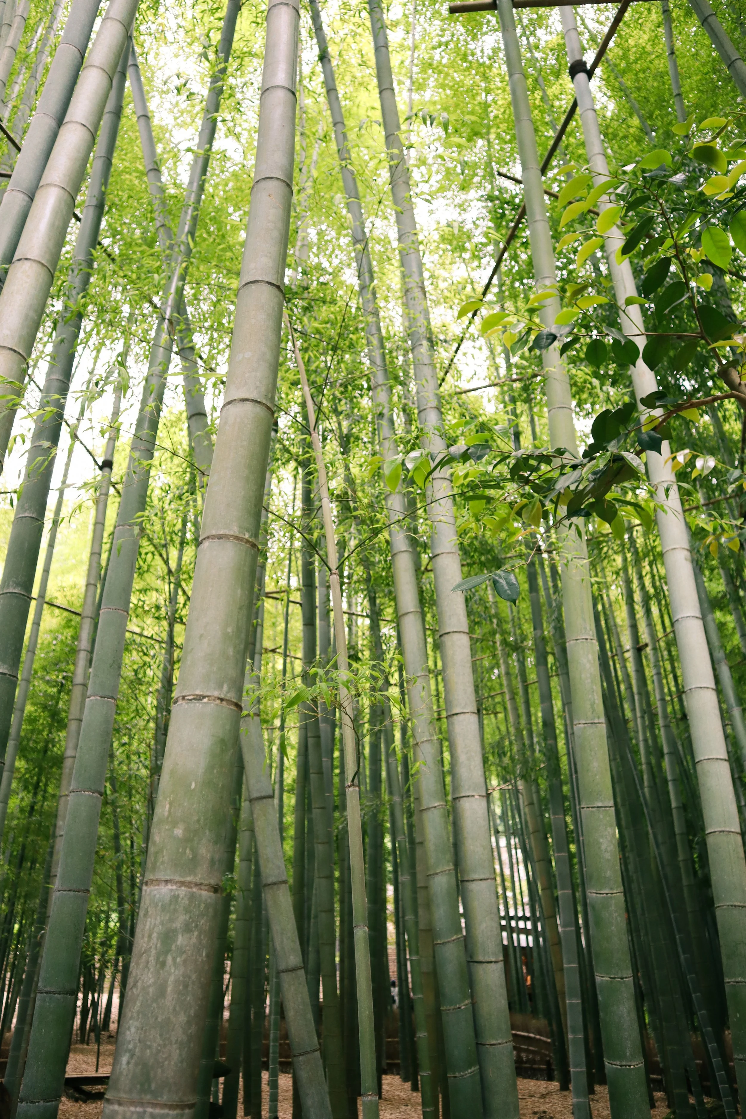 Hokokuji Temple: A serene day trip from Tokyo to Kamakura, featuring a Zen temple with a bamboo forest garden and traditional tea house.