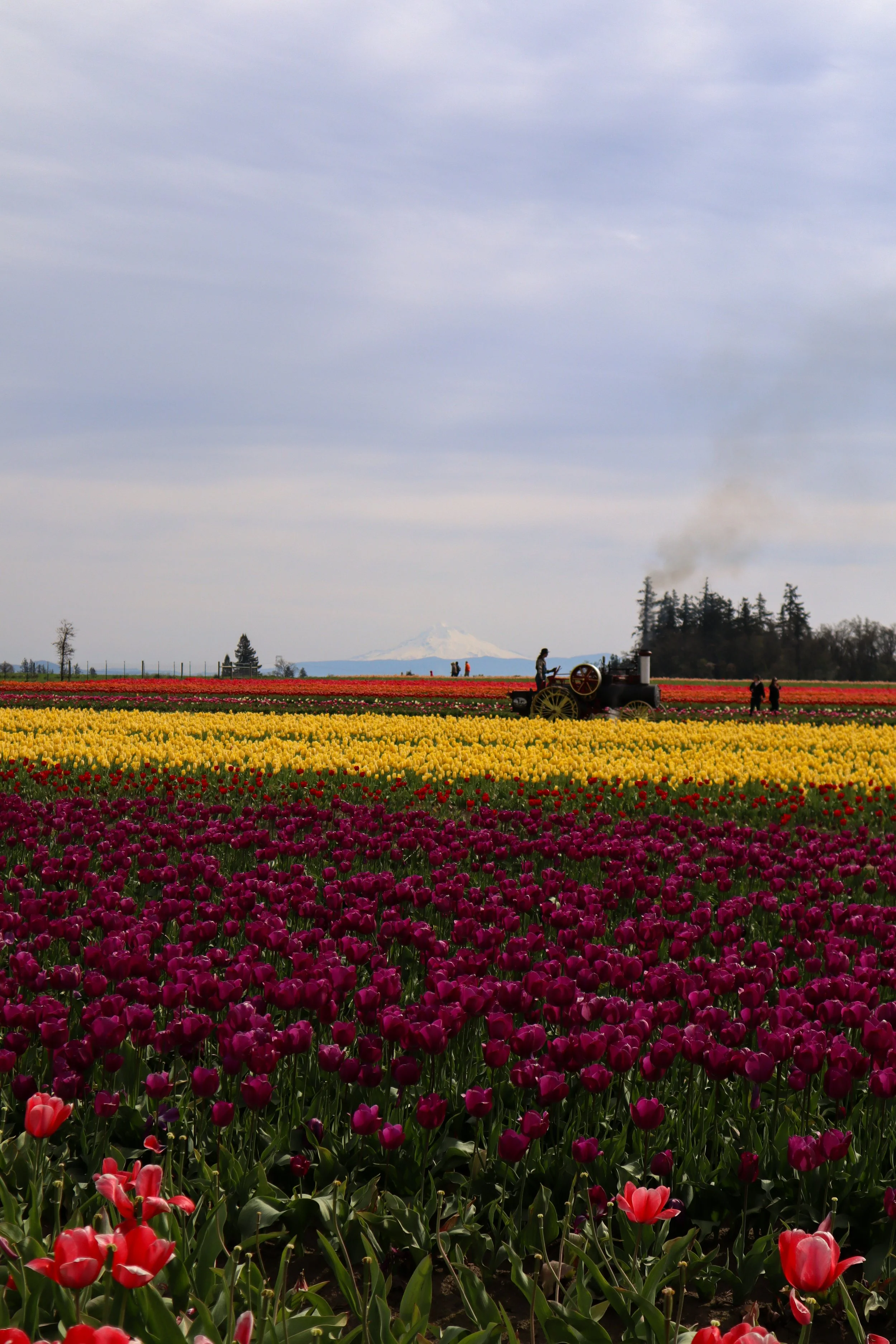 A vibrant display of blooming tulips in various colors at Wooden Shoe Tulip Farm in Oregon, with rows of flowers stretching into the distance. A picturesque stop for a perfect 4-day Oregon trip.