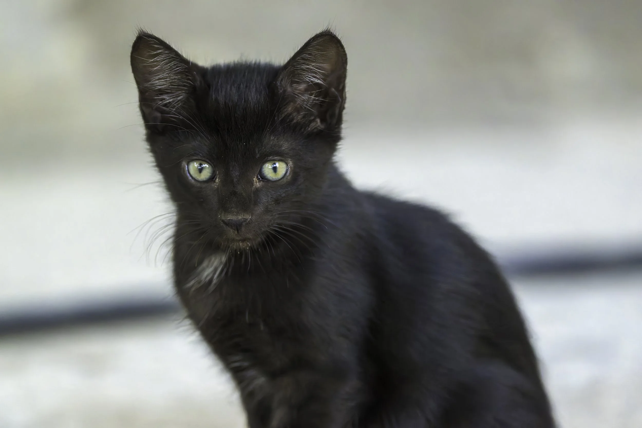 Local Kitten Pose.jpg