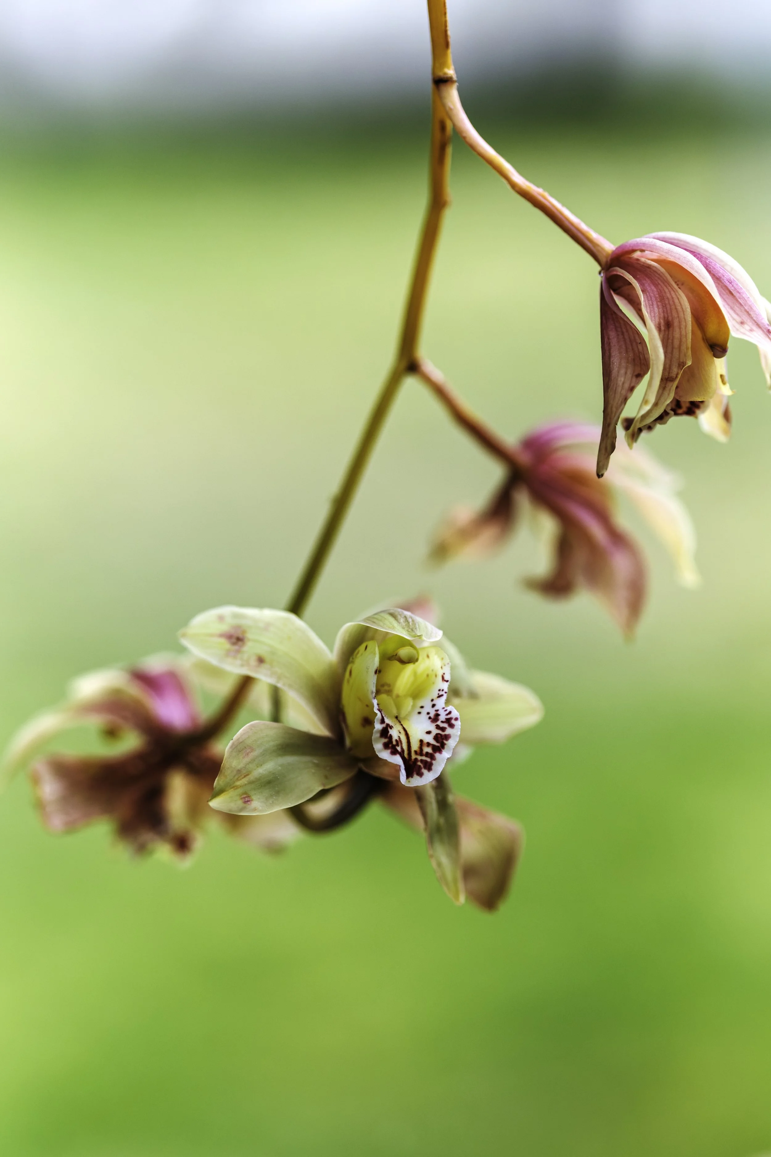 Prchid flower.jpg