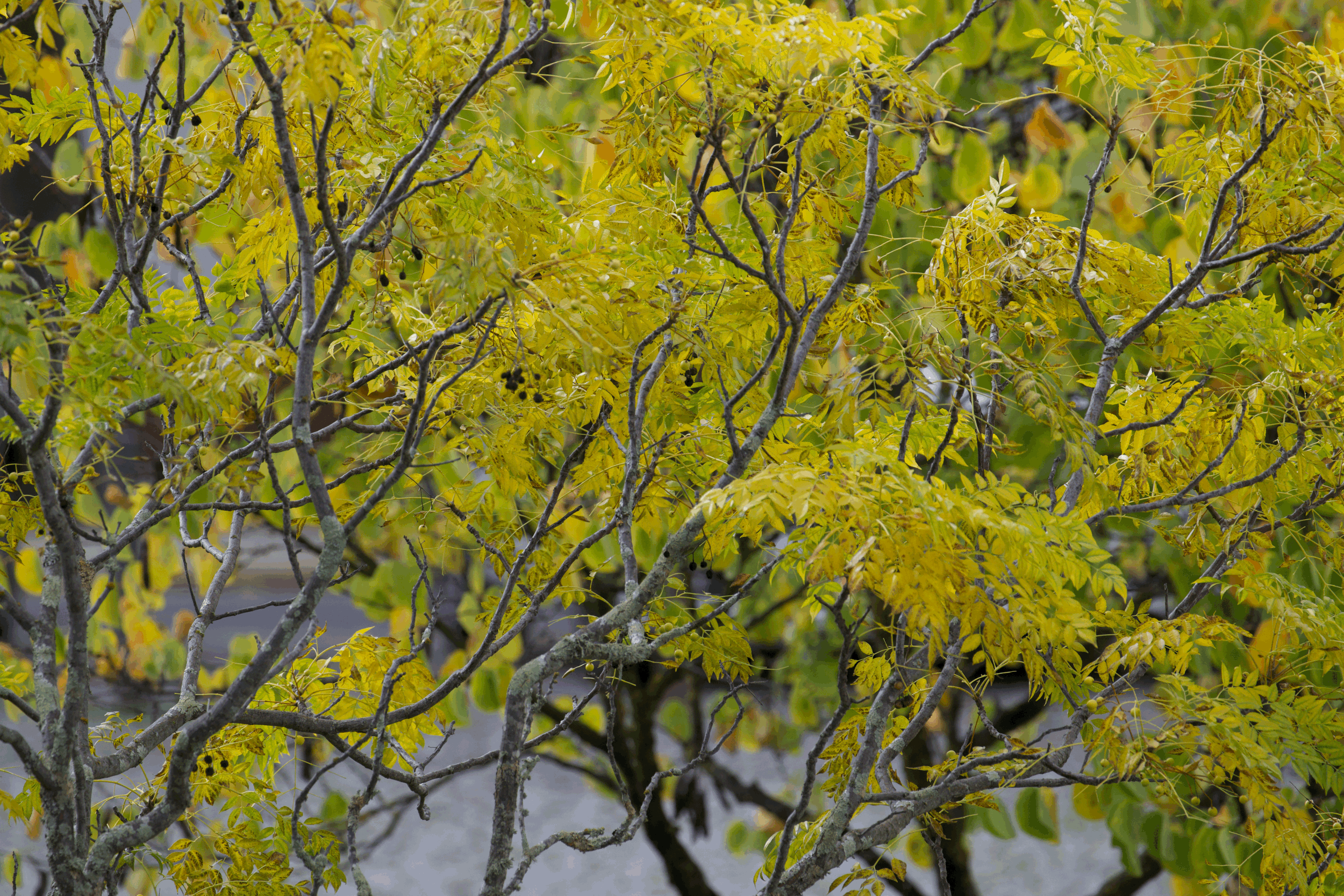 Autumn Colors