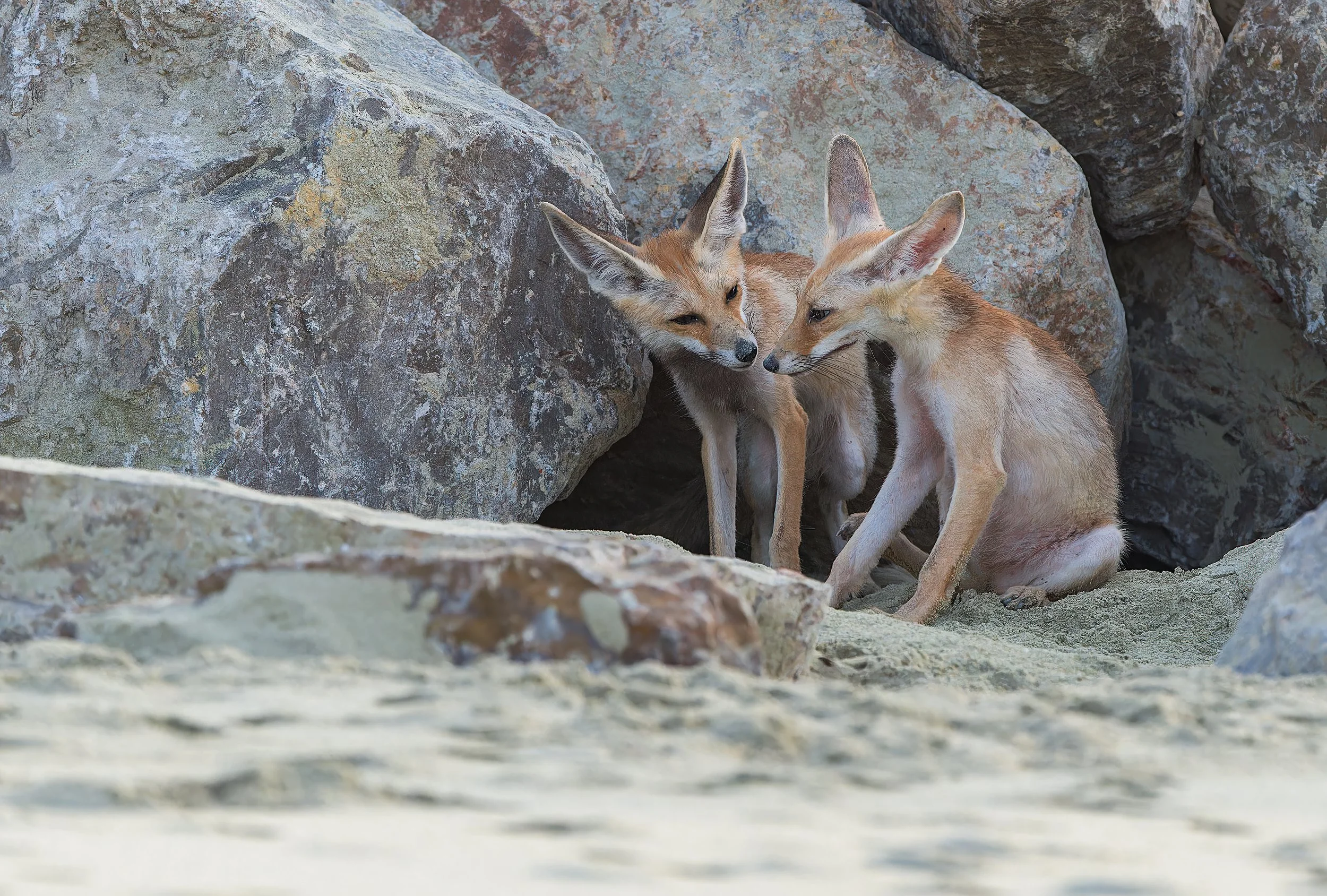 Foxes.jpg