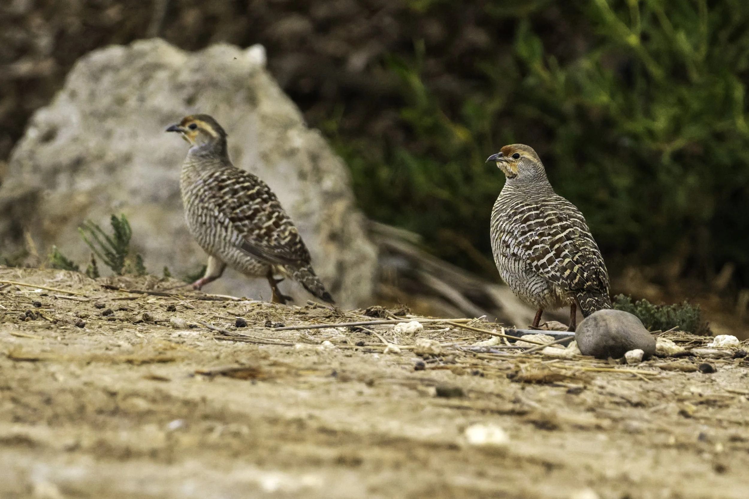 Grey Francolin.jpg