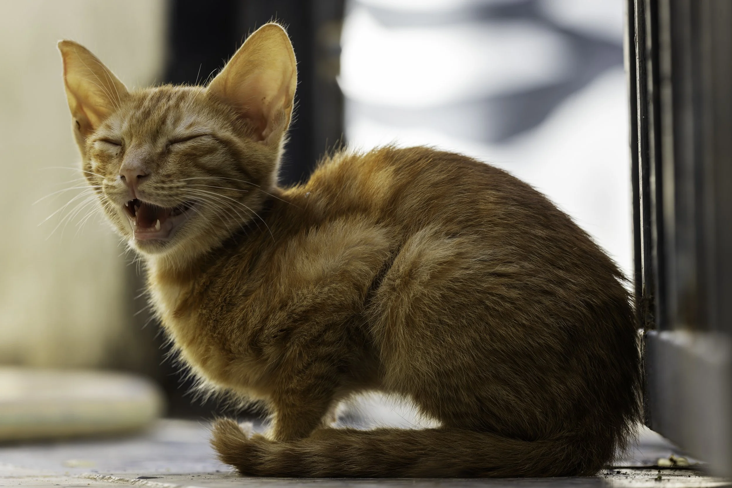 Smilimg Kitten.jpg