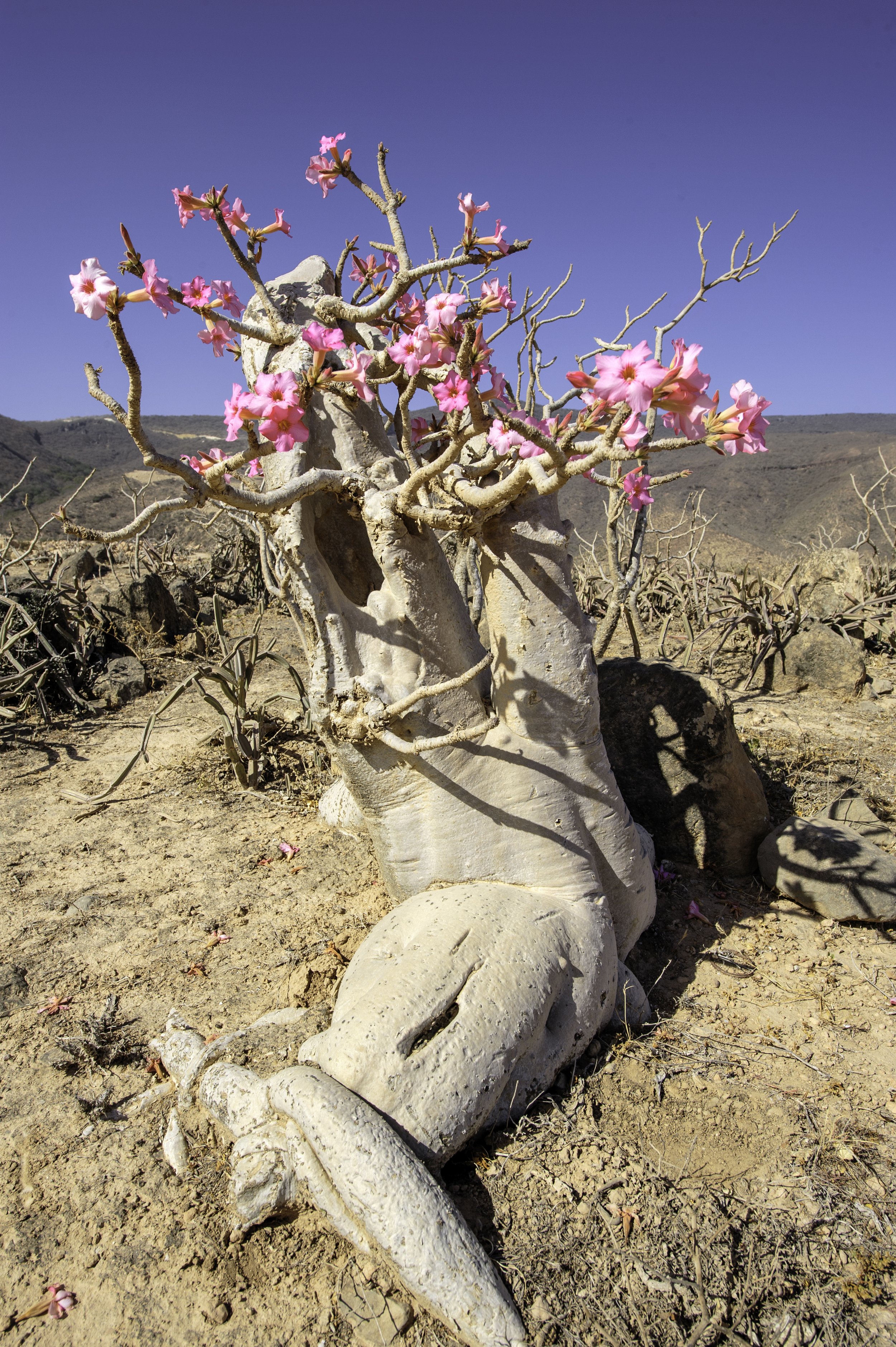 Desert Rose Blossom