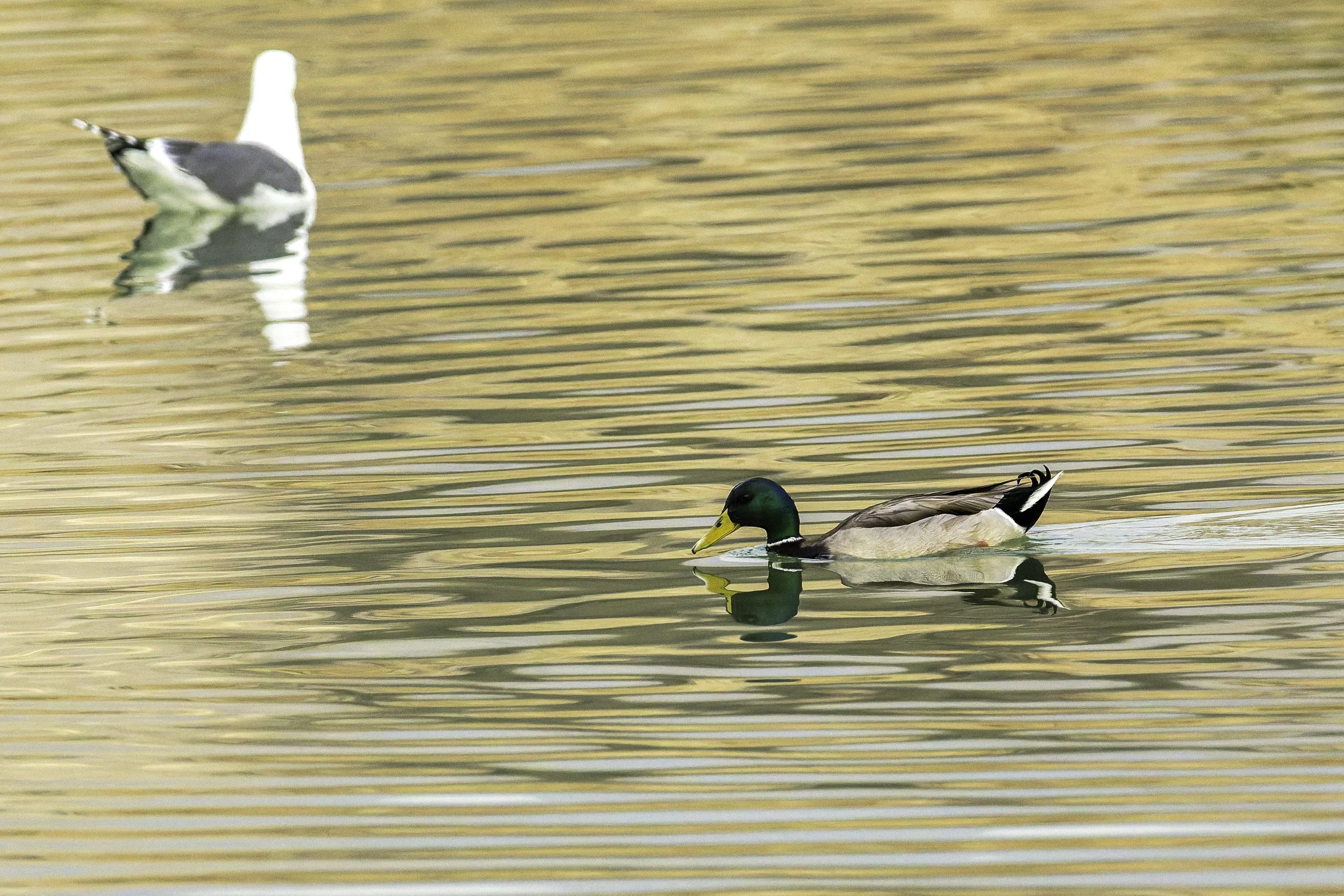 Mallard Duck.jpg