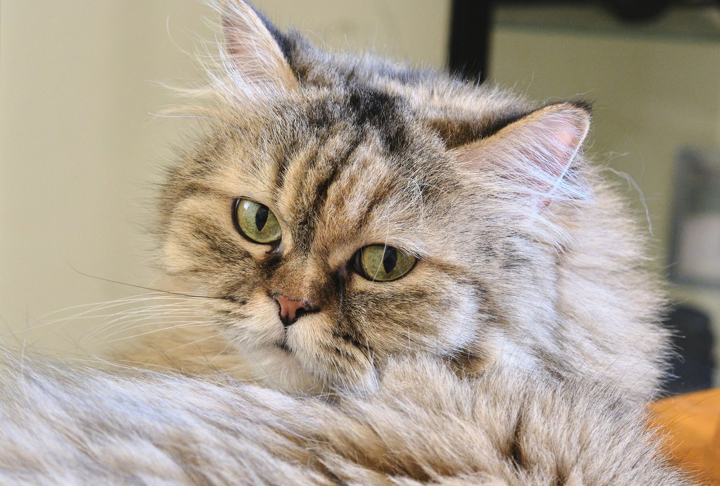 Perian female cat.jpg