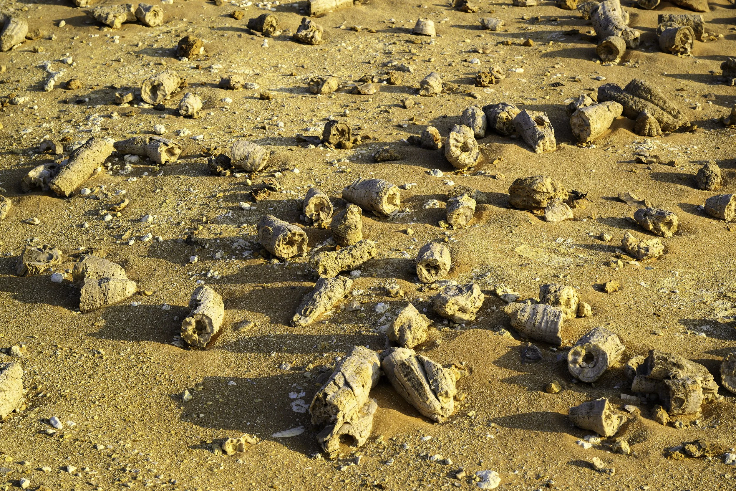 Bivalve Rodust yard in Huqf