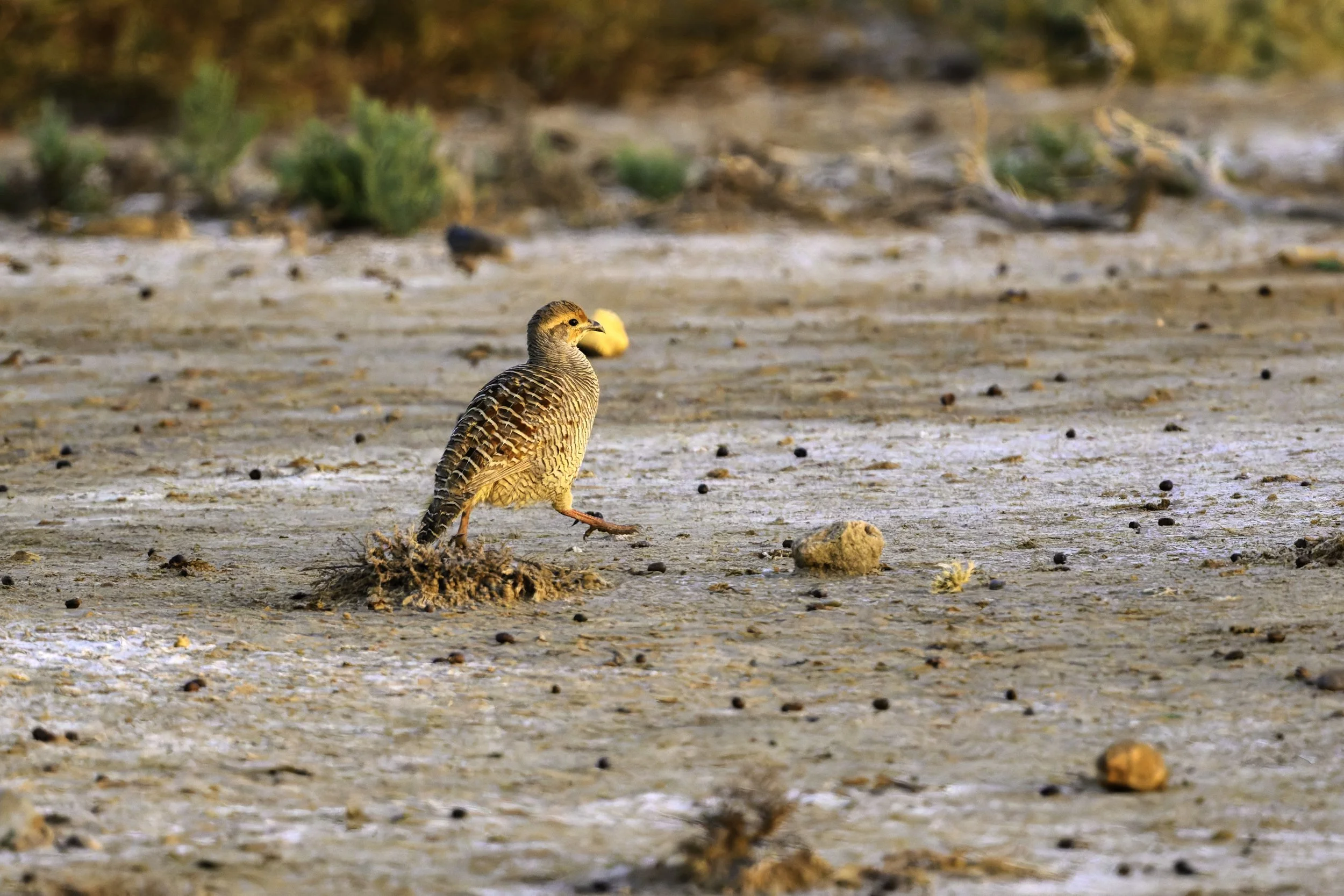 Grey Francolin.jpg