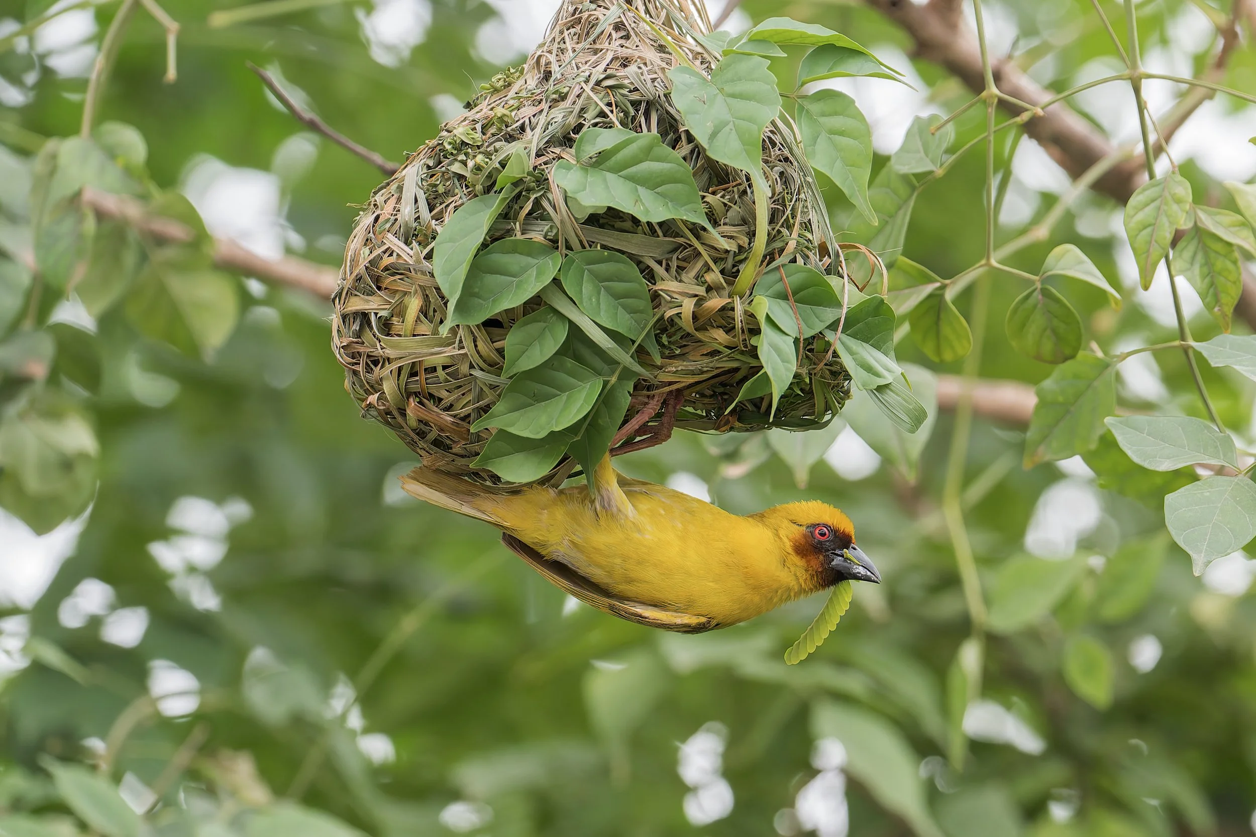 Ruppell's Weaver.jpg