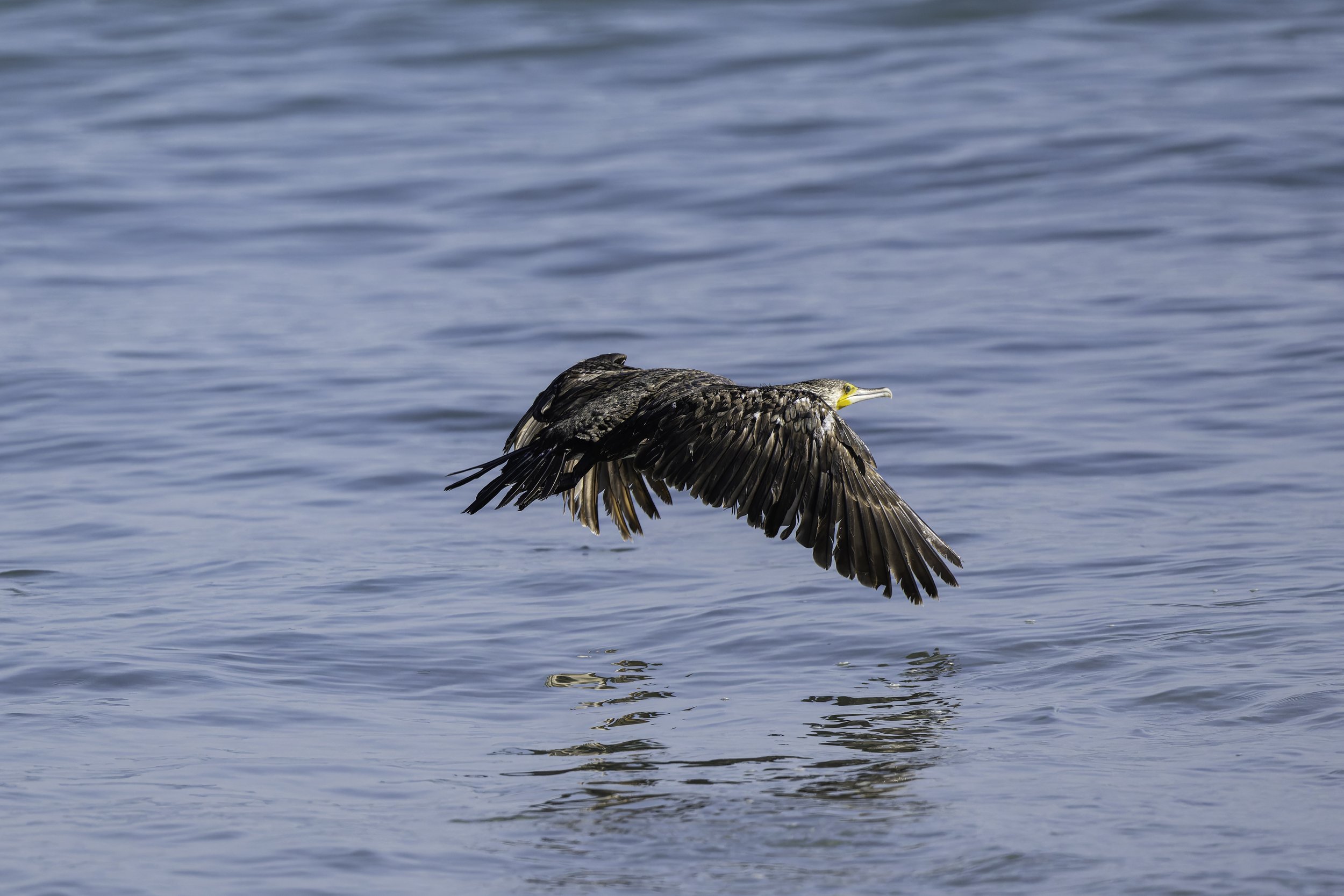 Socotra Cormorant.jpg