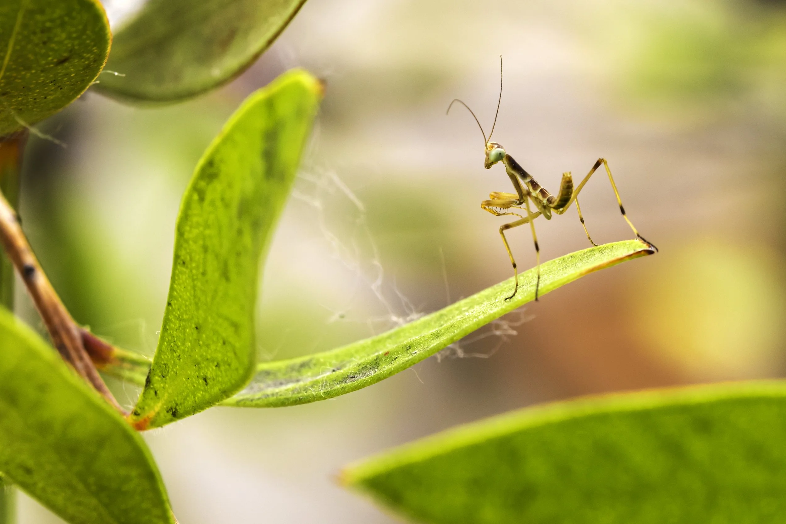 Baby parying mantis.jpg