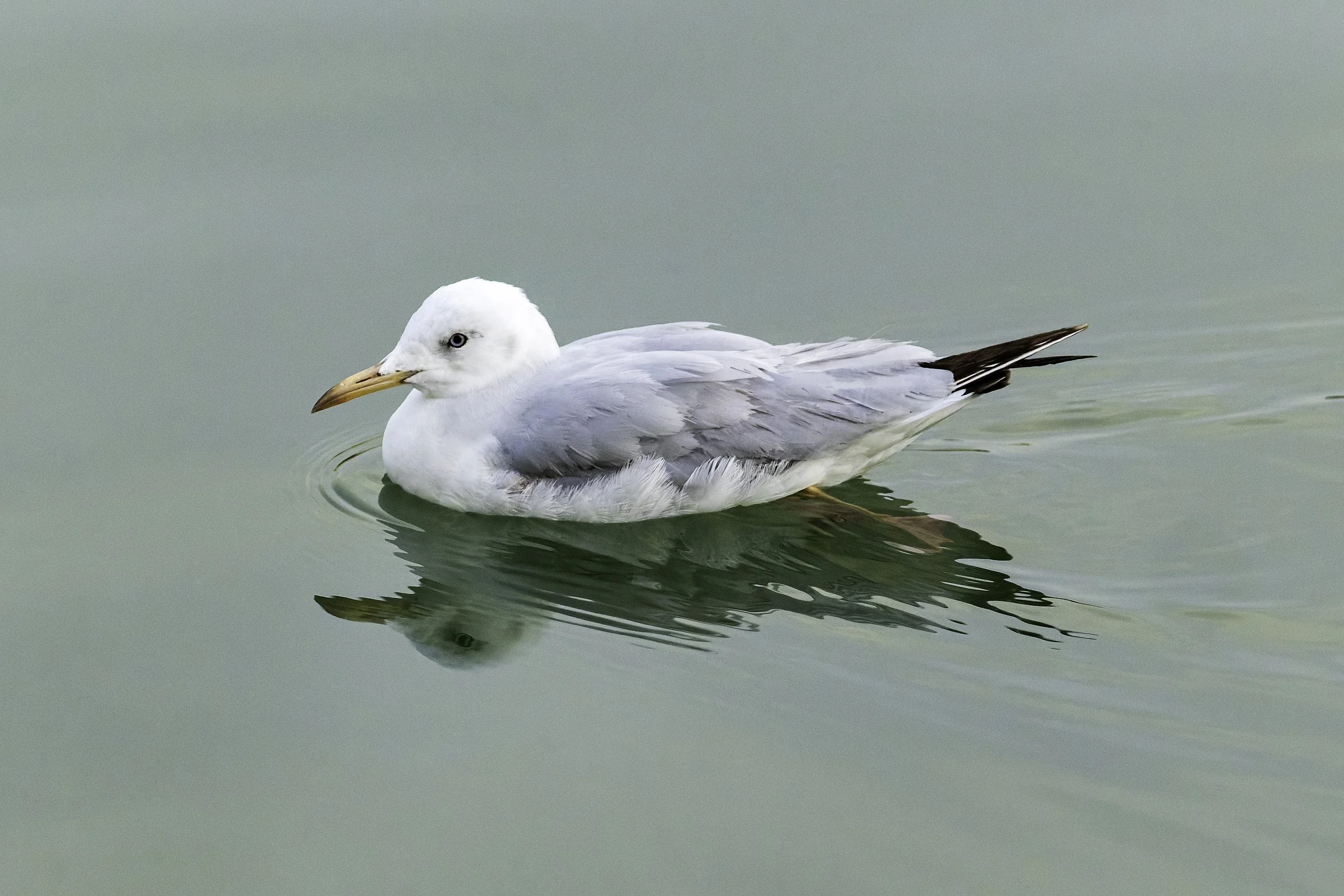 Seagull.jpg