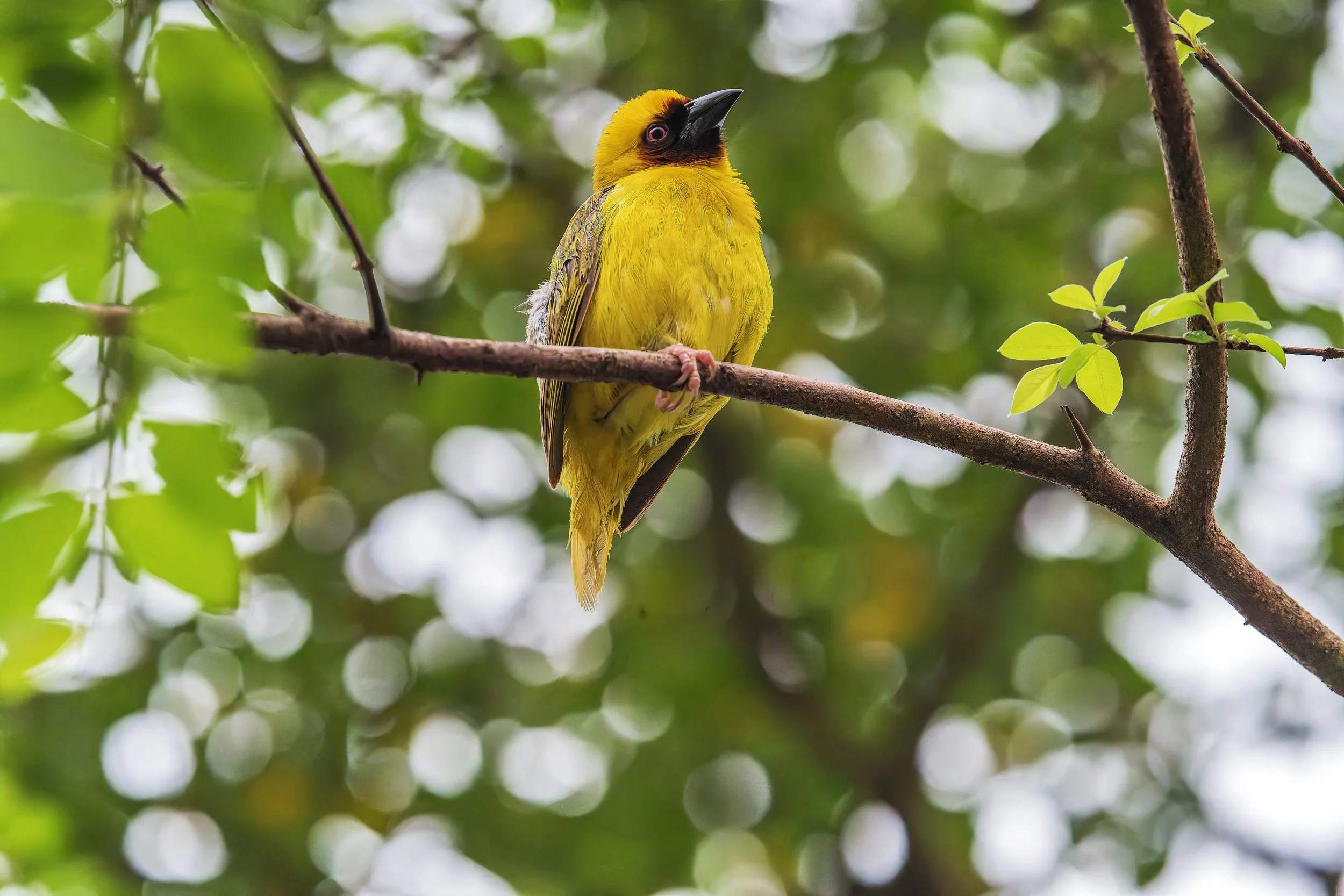 Ruppell's Weaver.jpg