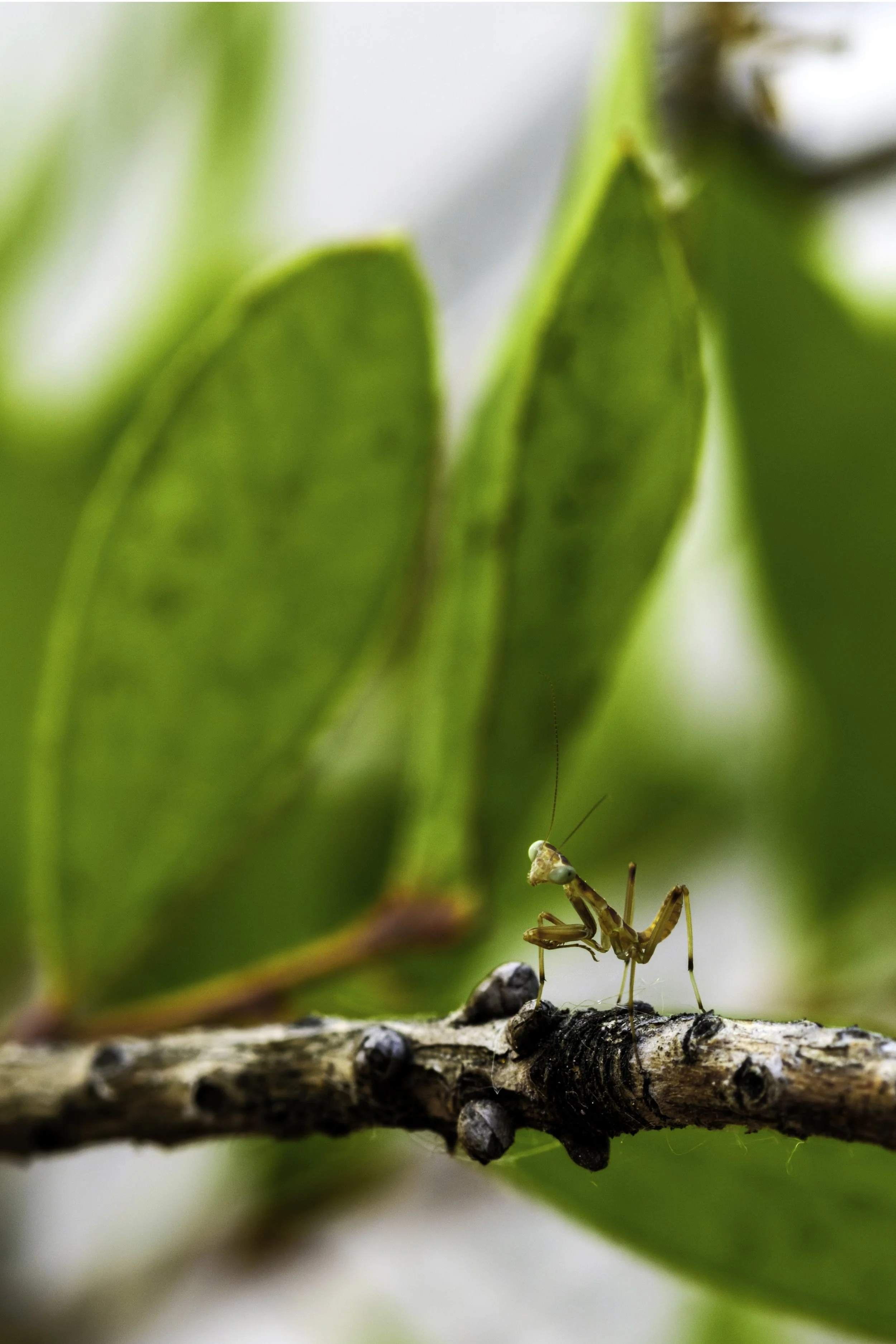 Baby parying mantis.jpg