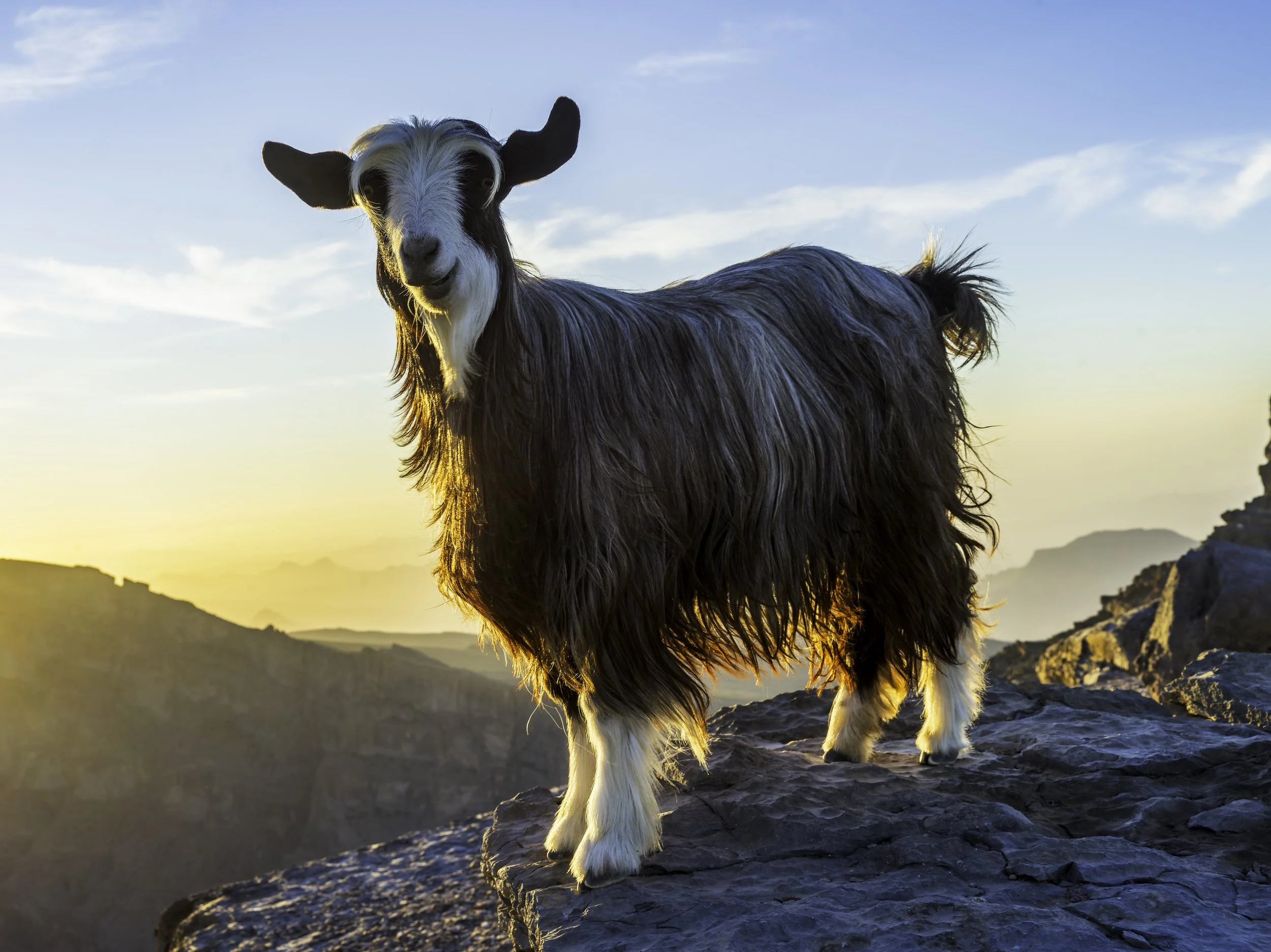 smily Moutian Goat.jpg