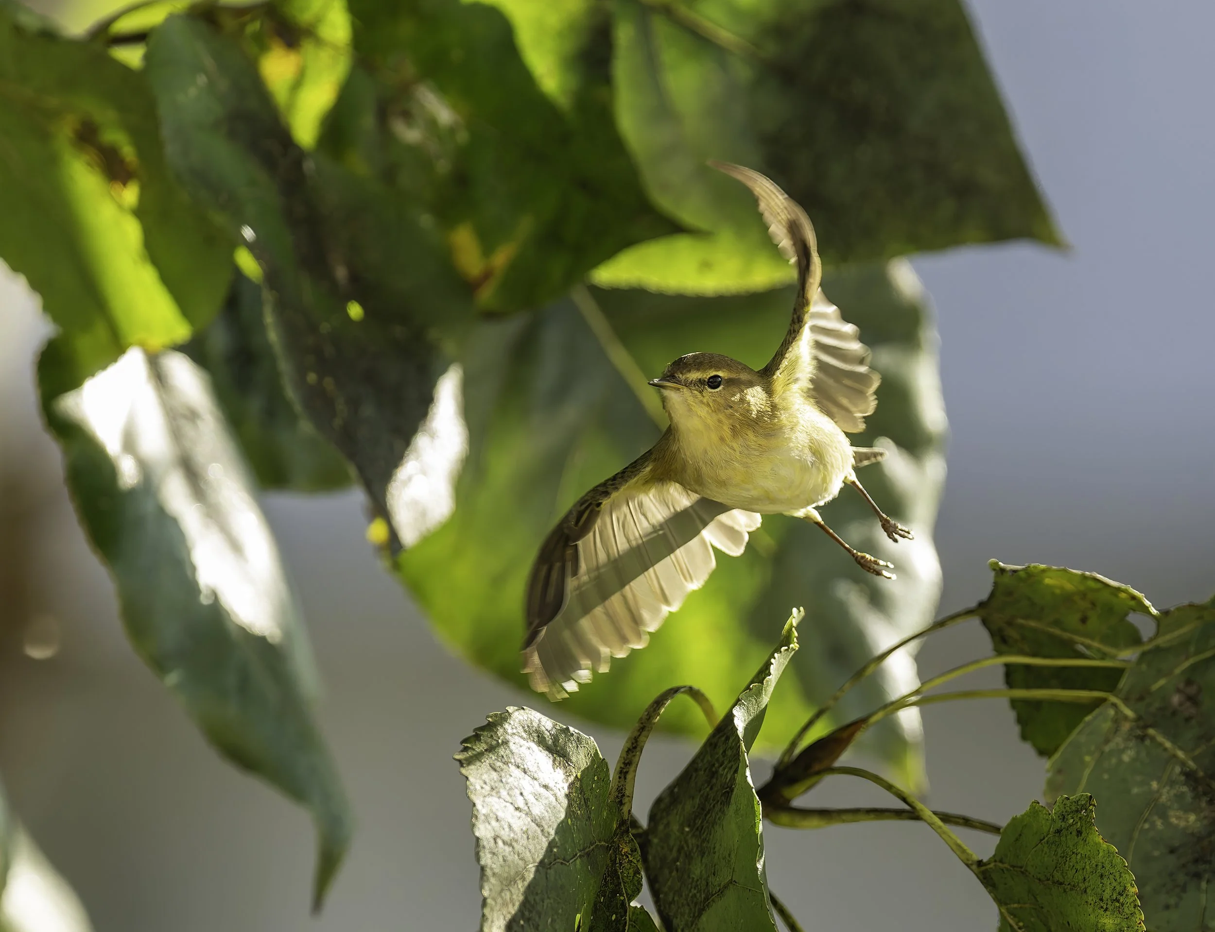Common Chiffchaff.jpg