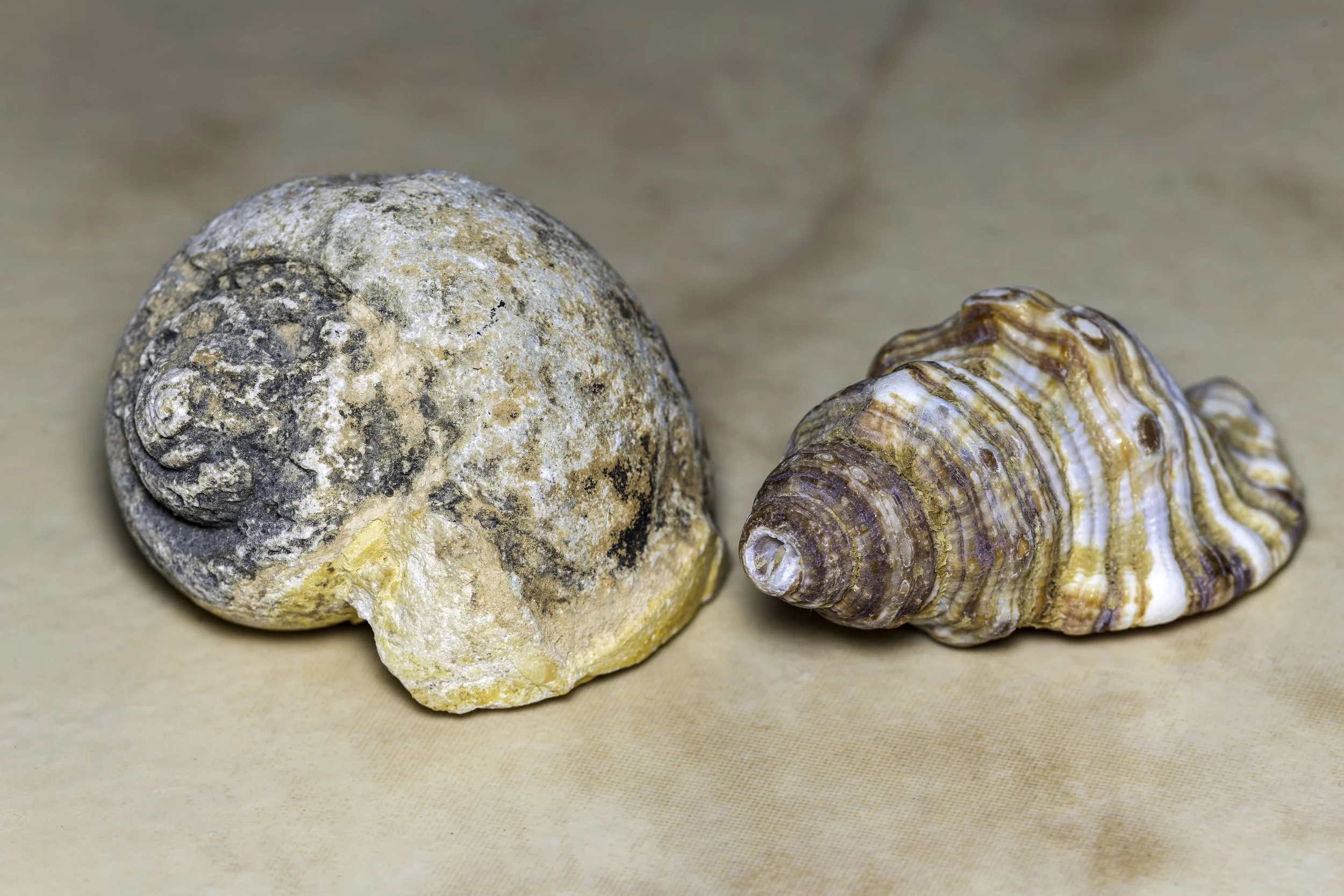 Fossil and Shell.jpg