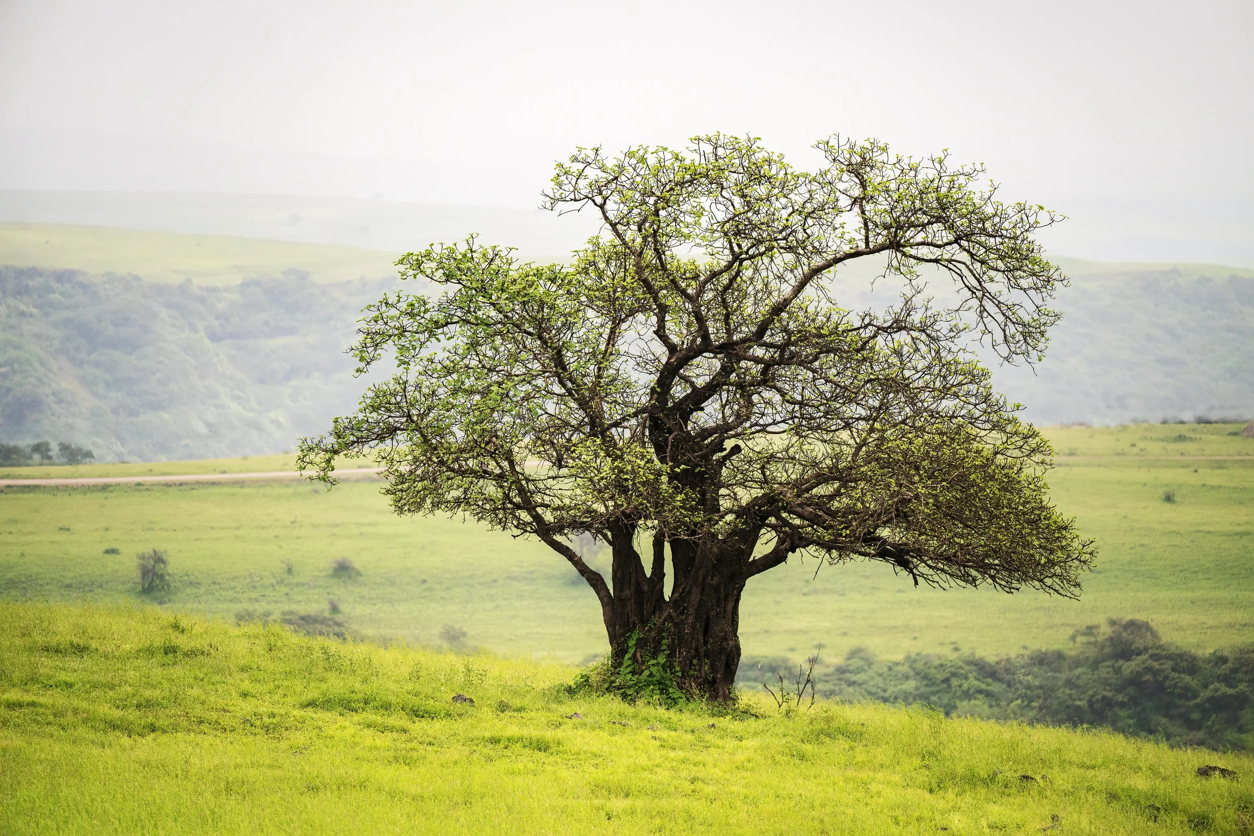 Wild Fig Tree