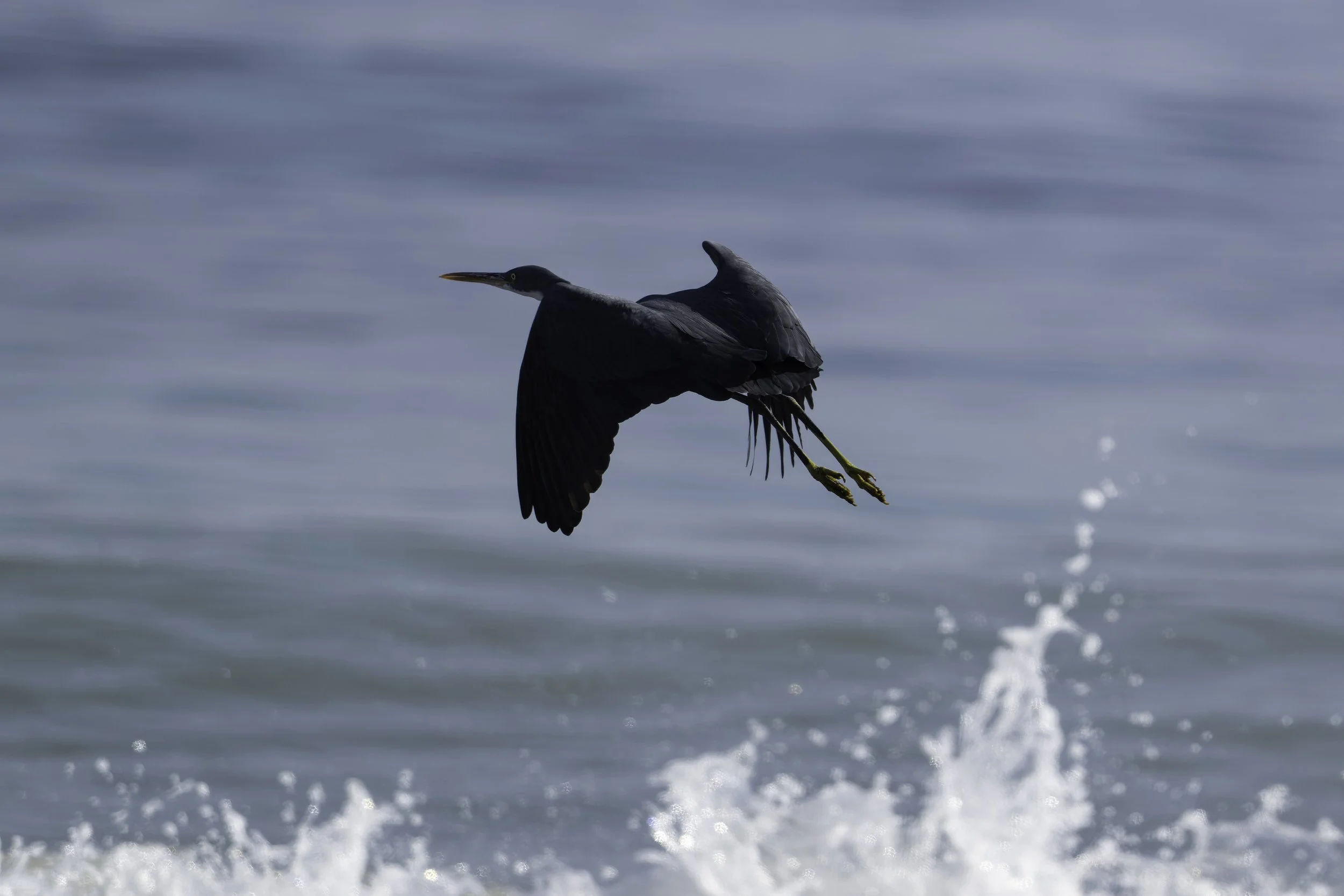 Western Reef Heron.jpg