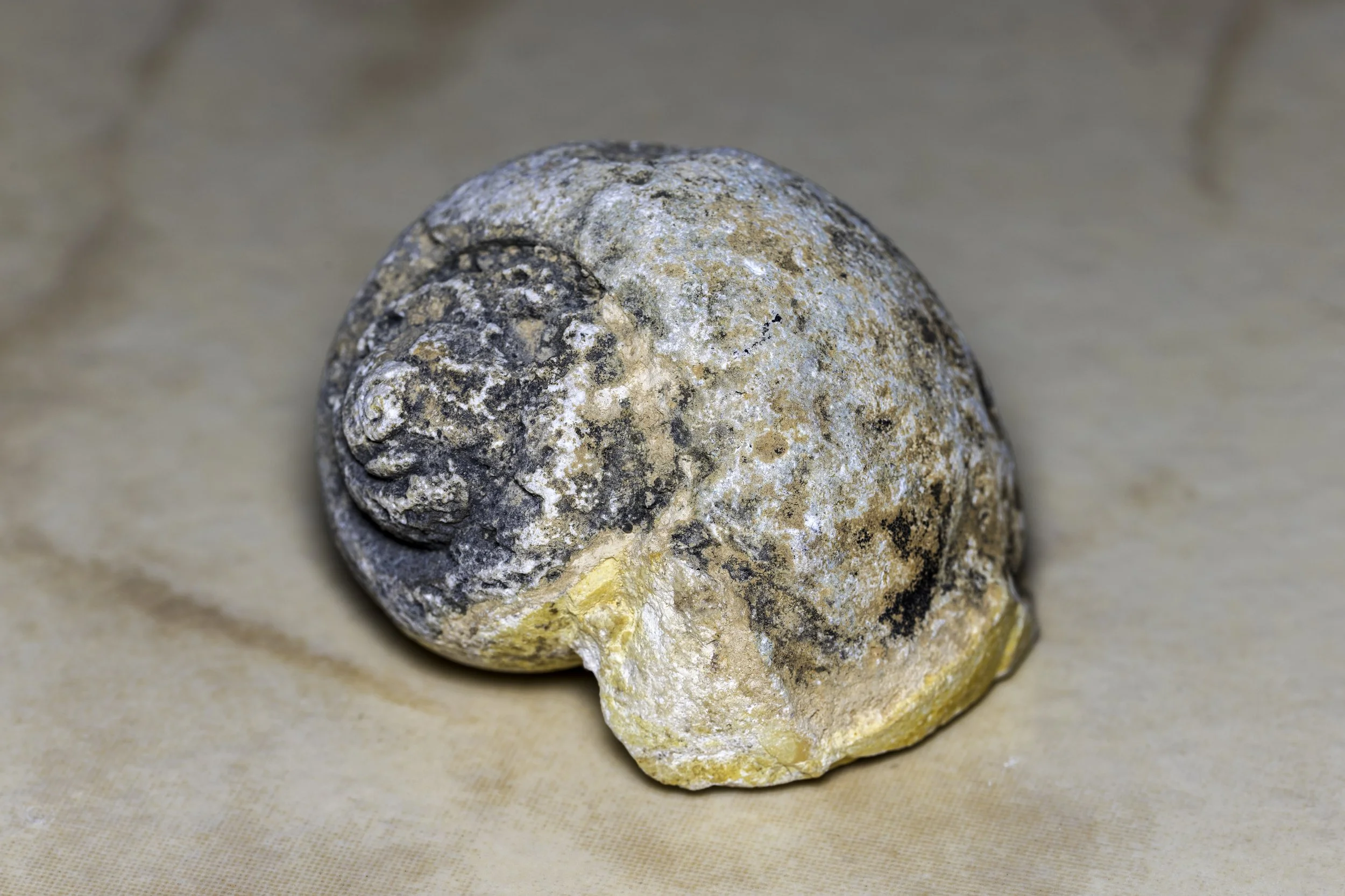 Gastropod Fossil.jpg