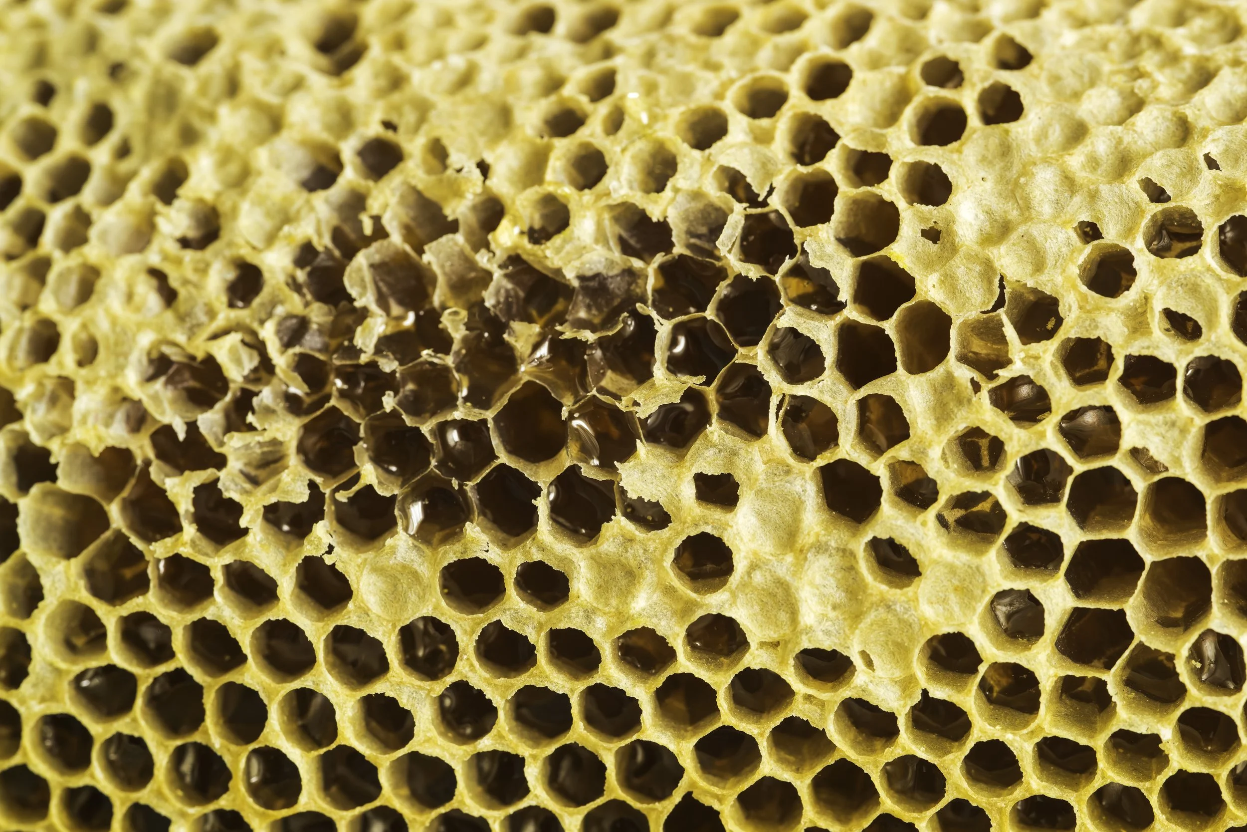BeeH hive.jpg